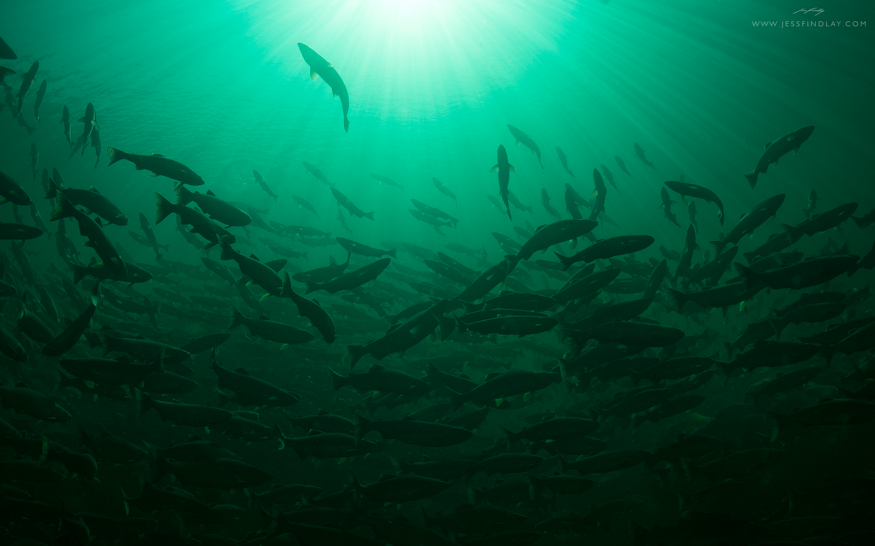 A huge school of Pink Salmon gather pre-spawn, in a deep river canyon on Vancouver Island, British Columbia, Canada.