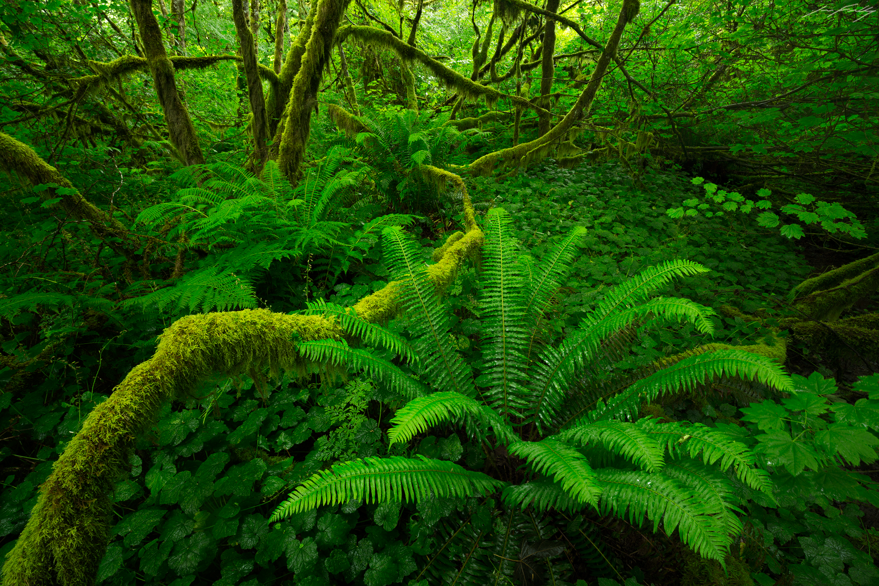 Sword ferns and vine maples at the height of spring in the temperate rainforest of southwestern British Columbia, Canada.
