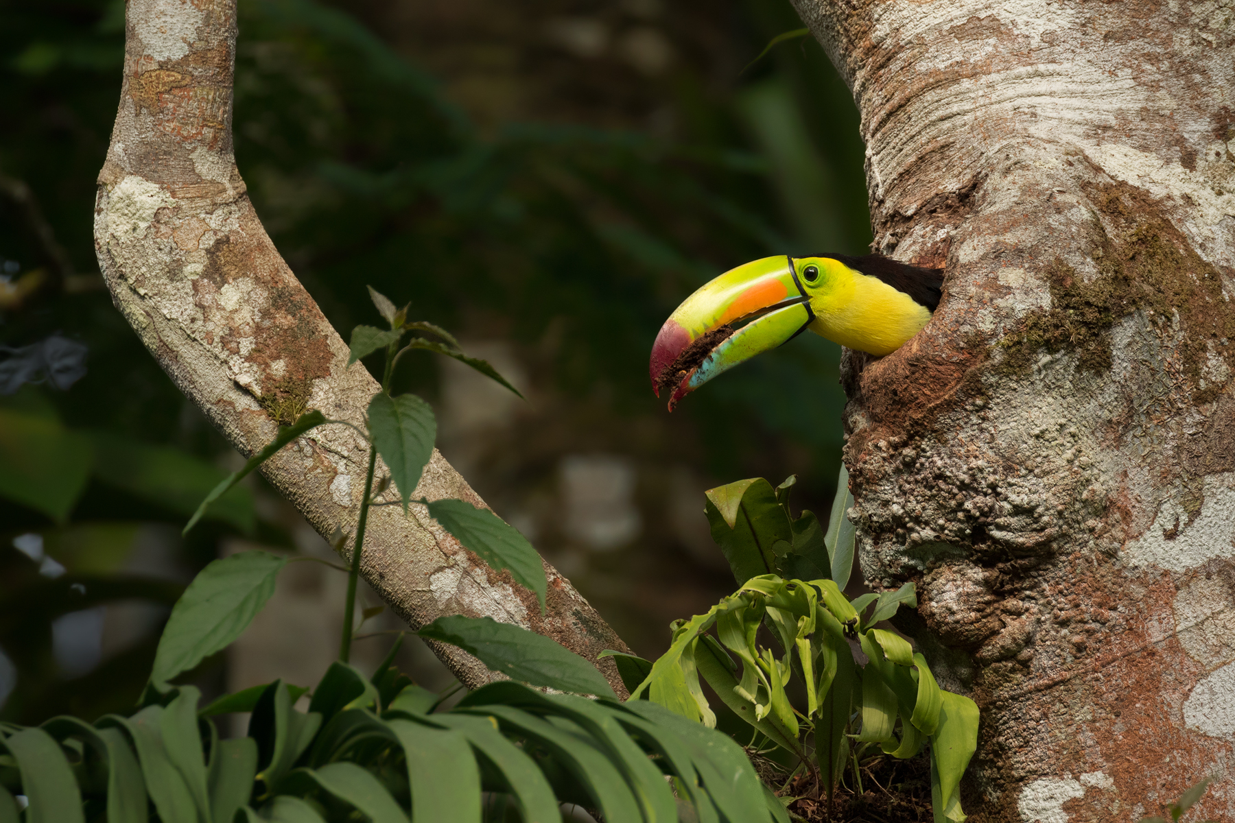 Keel-billed Toucan, Costa Rica