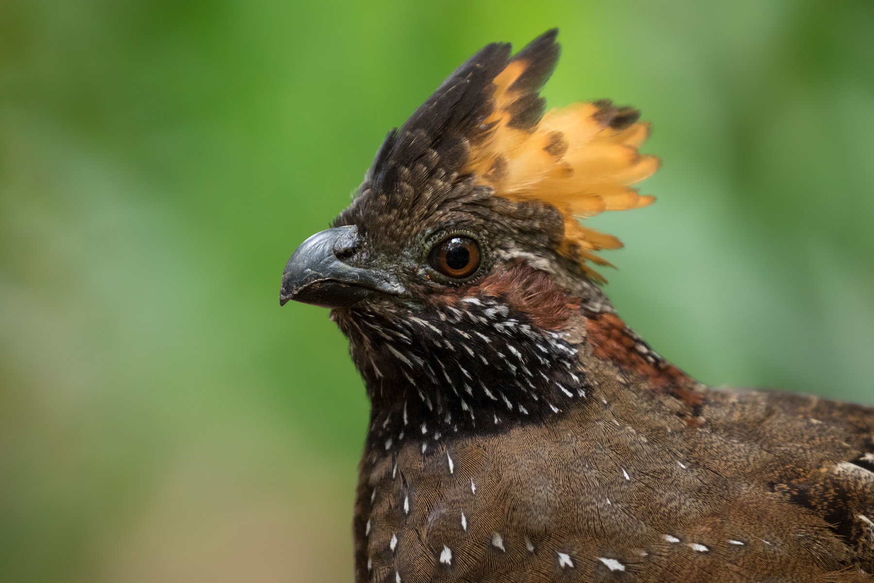 Spotted Wood-Quail, Costa Rica