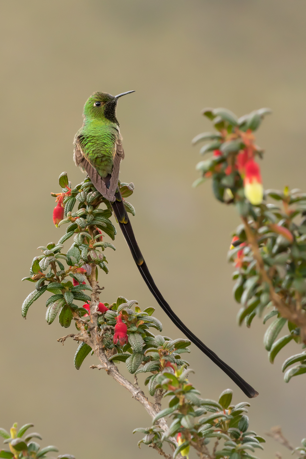 Black-tailed Trainbearer, Ecuador