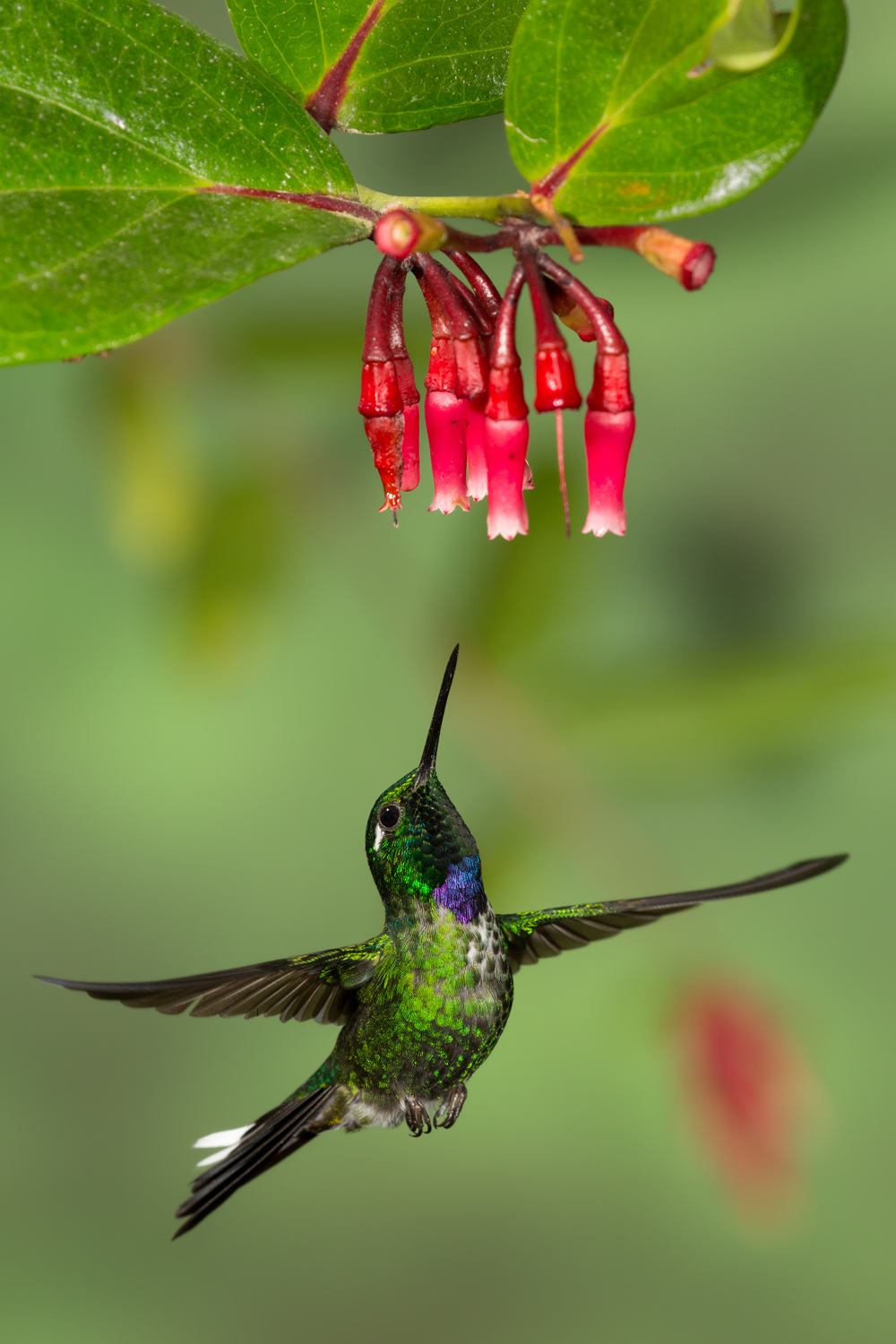 Purple-bibbed Whitetip, Ecuador