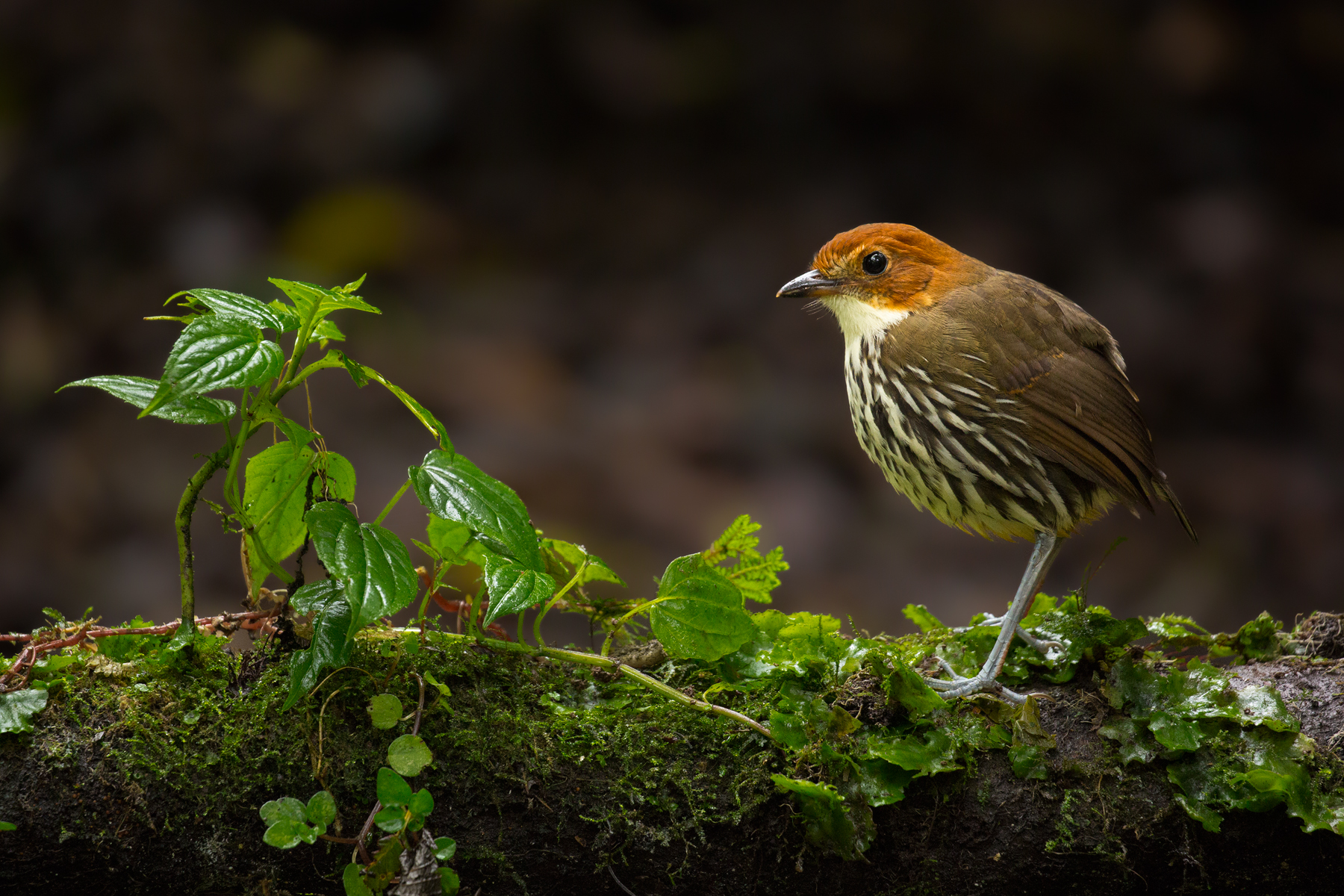 Chestnut-crowned Antpitta, Ecuador