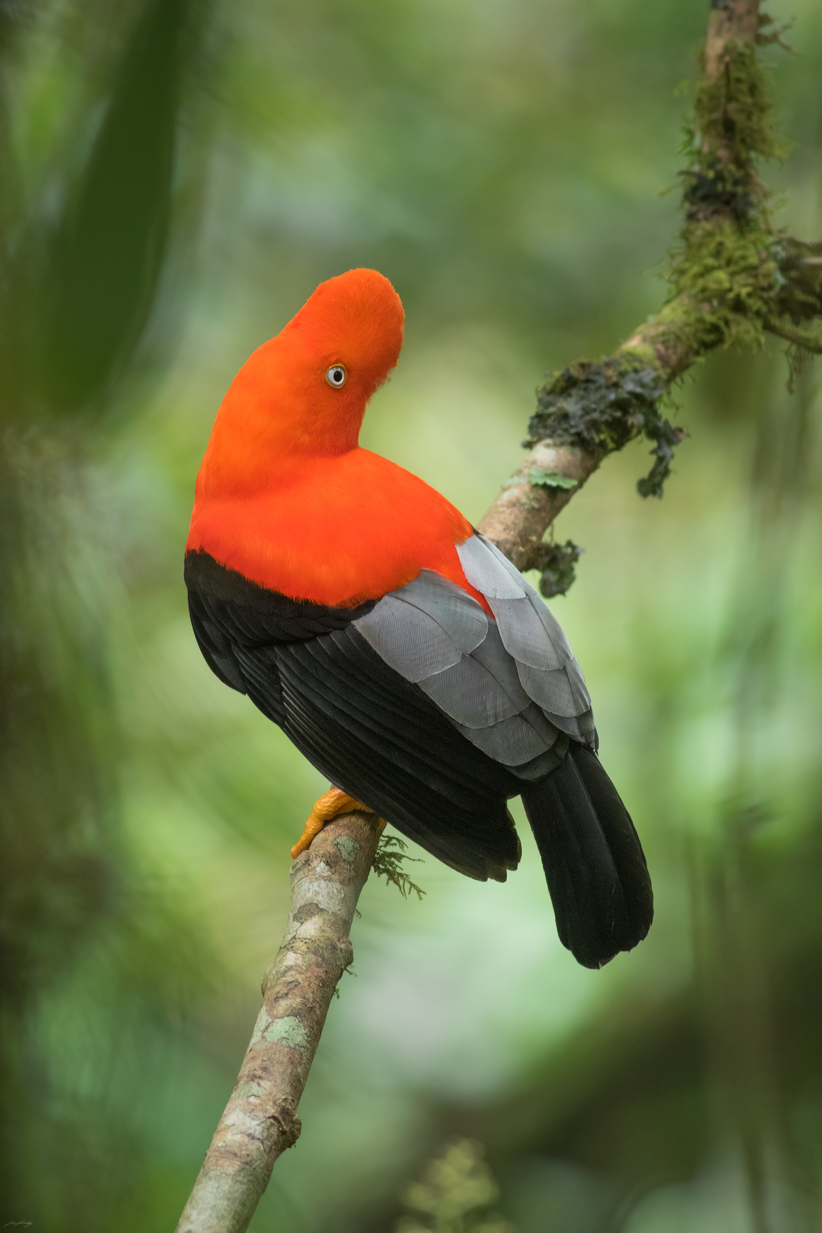 Andean Cock-of-the-Rock, Peru