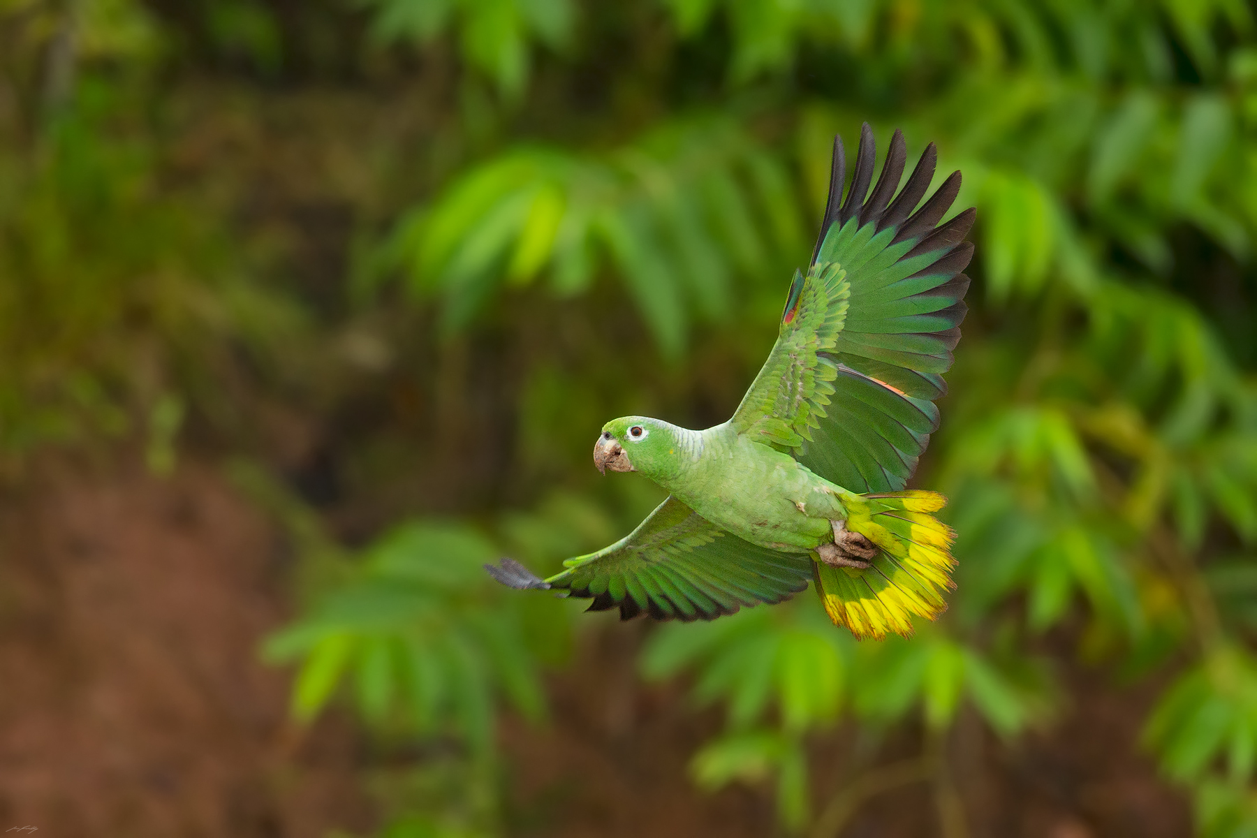 Mealy Parrot, Ecuador