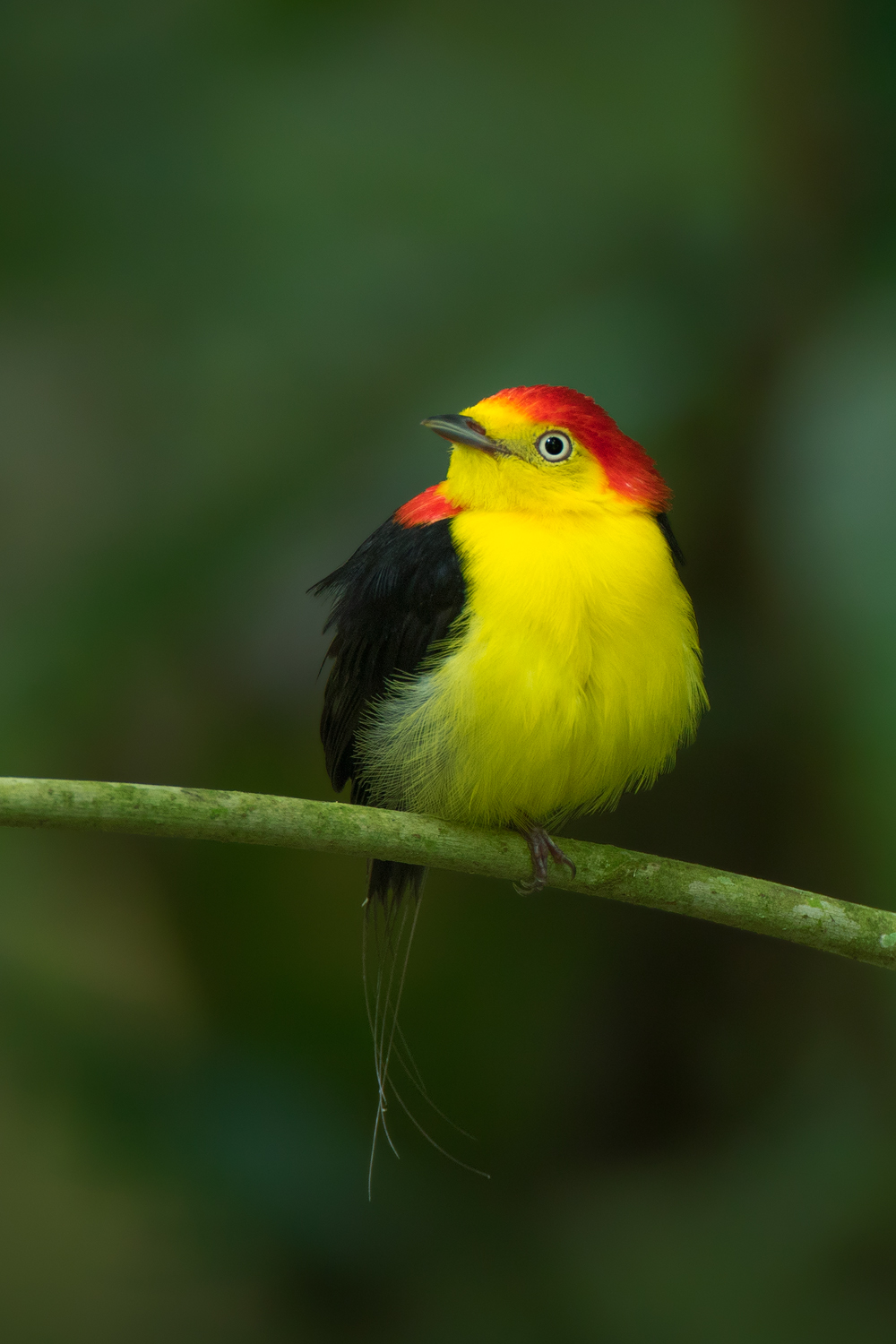 Wire-tailed Manakin, Ecuador