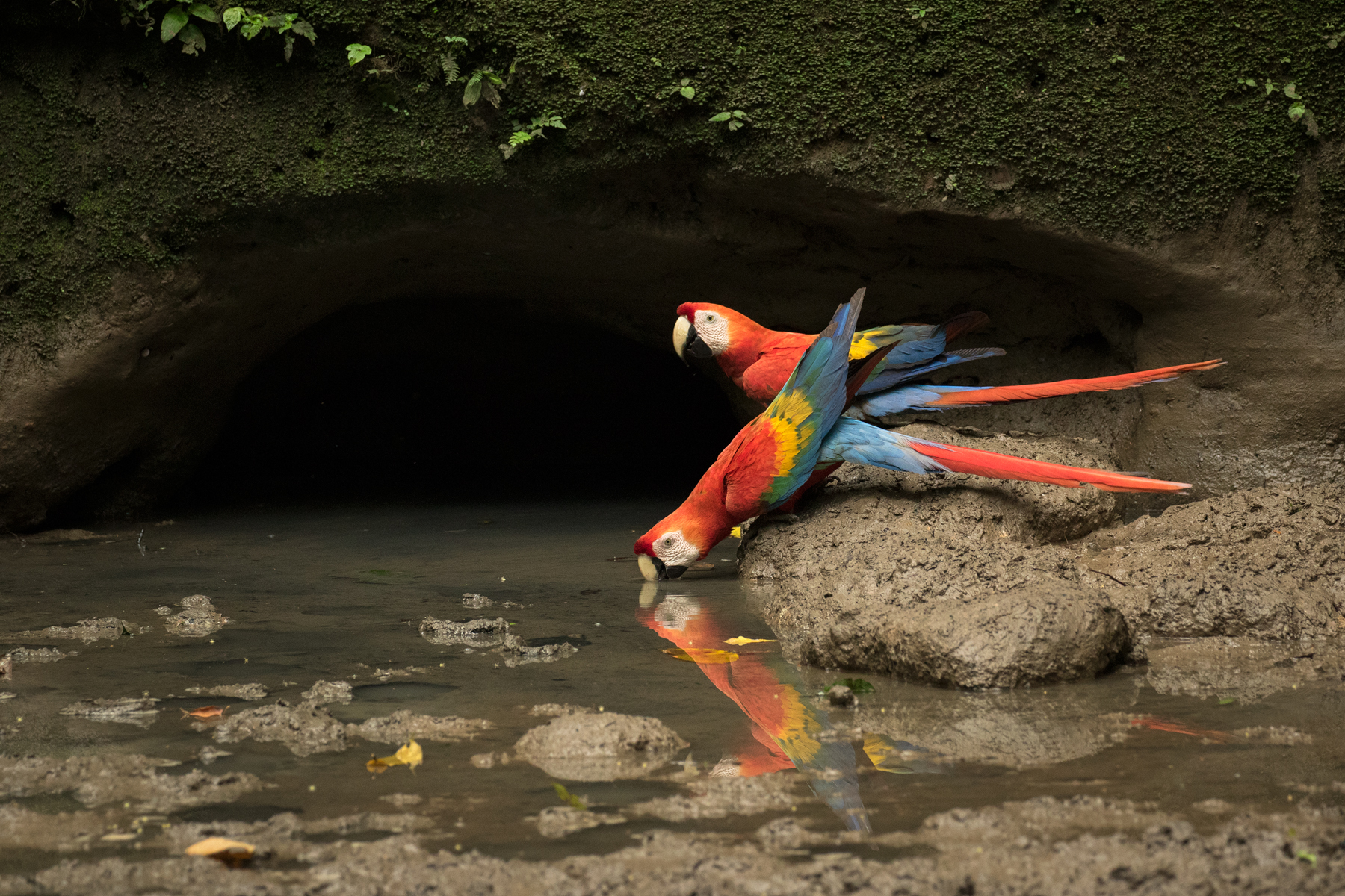 Scarlet Macaws, Ecuador