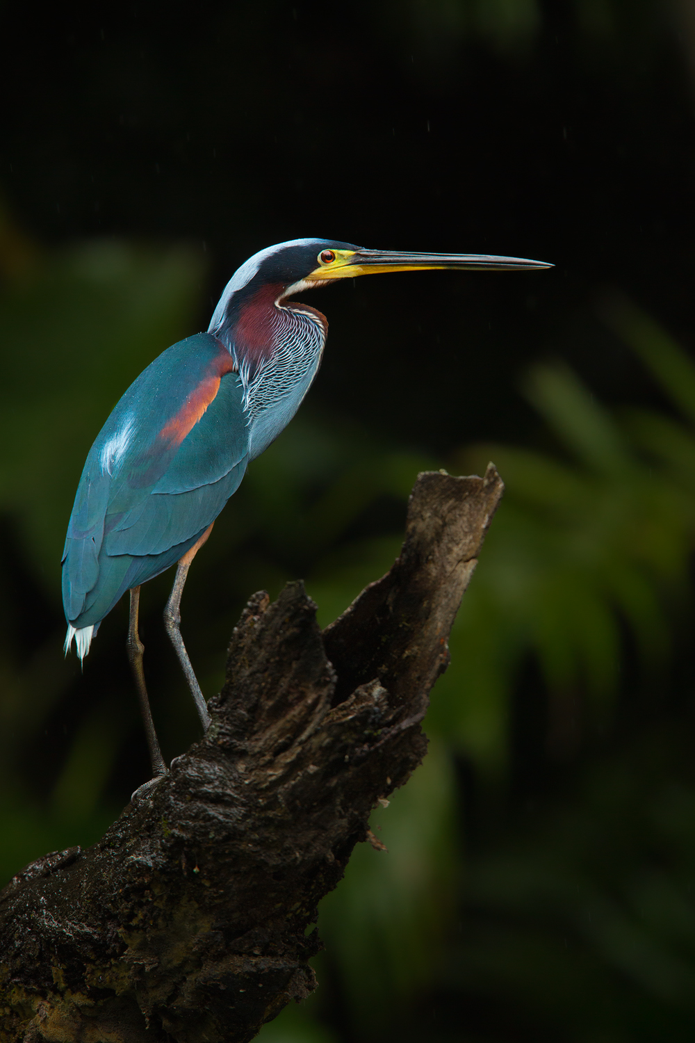 Agami Heron, Ecuador