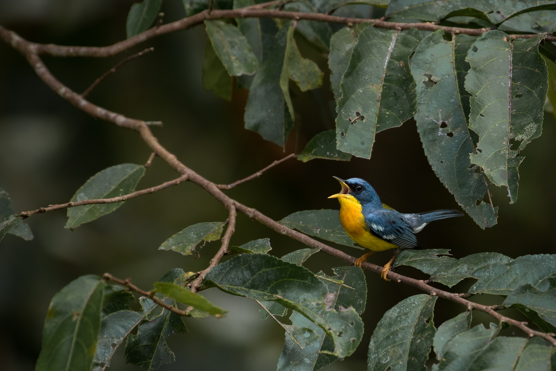 Tropical Parula, Peru