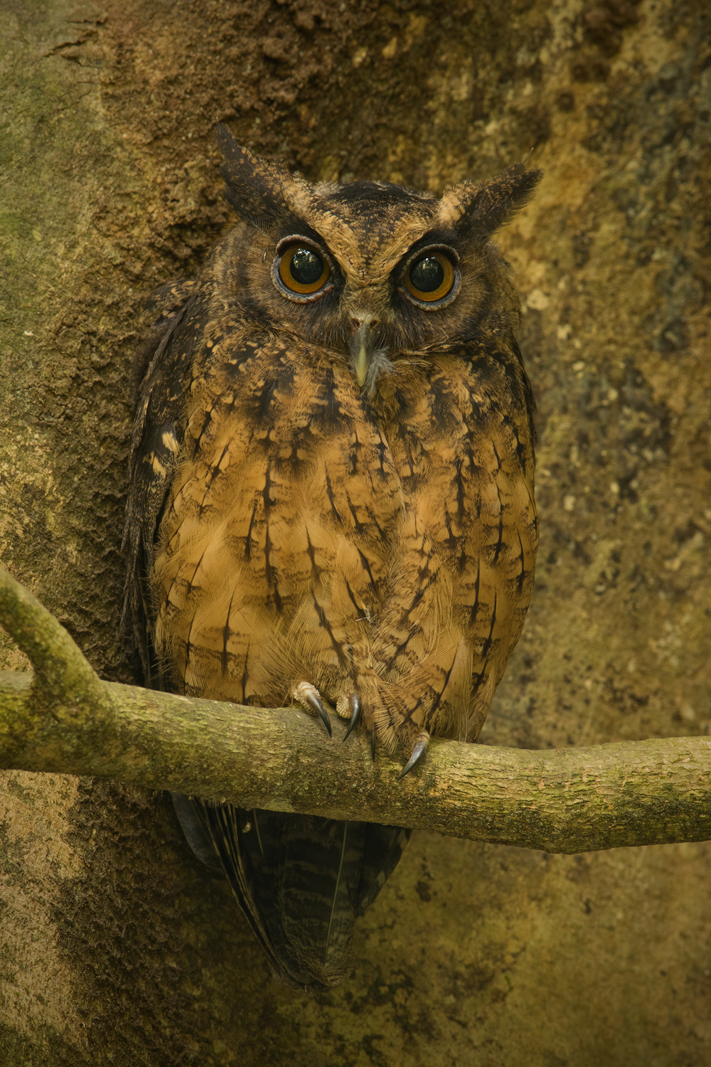 Tawny-bellied Screech-Owl, Ecuador