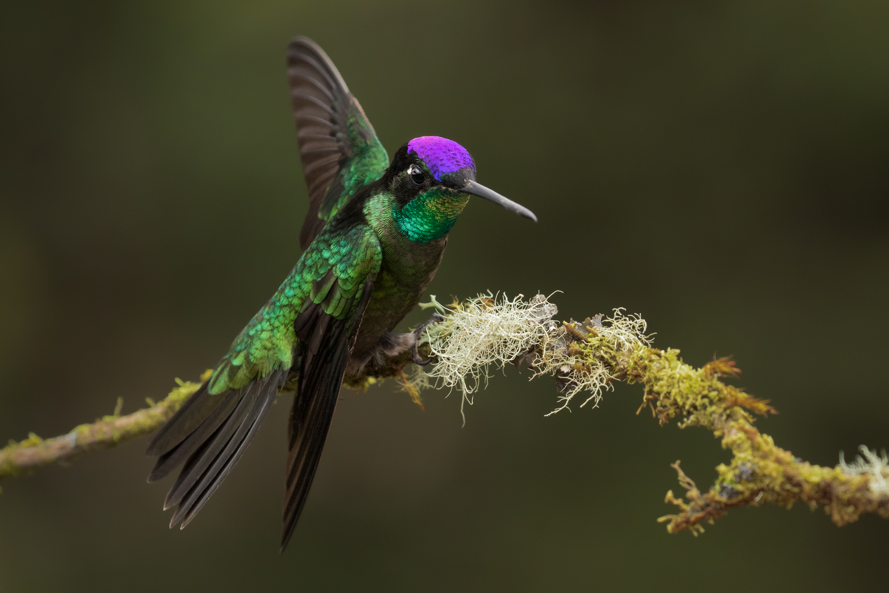 Talamanca Hummingbird, Costa Rica