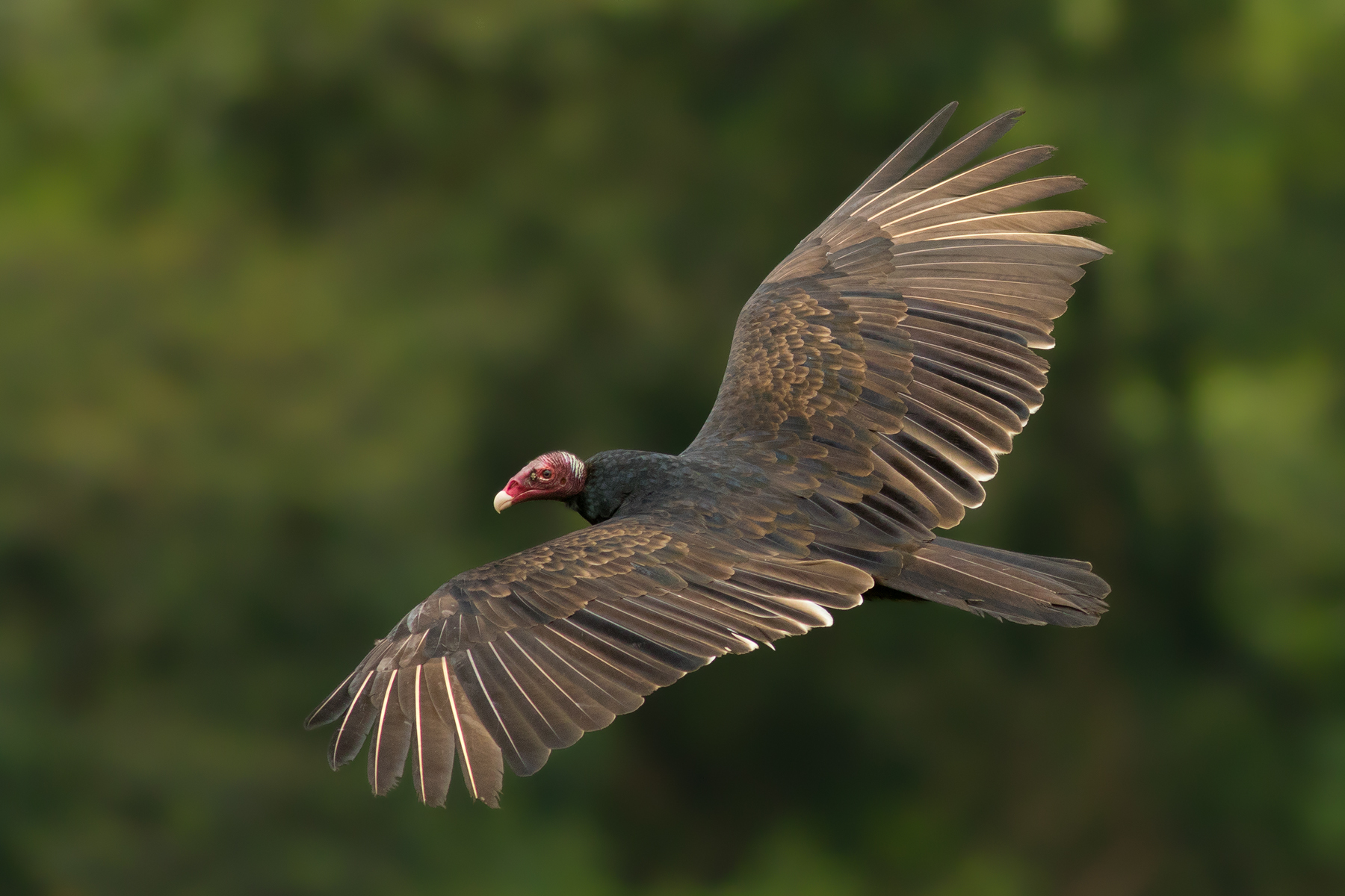 Turkey Vulture, Ecuador