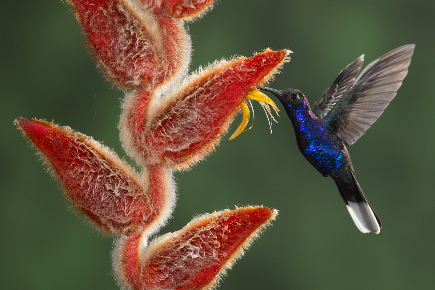 Violet Sabrewing, Costa Rica