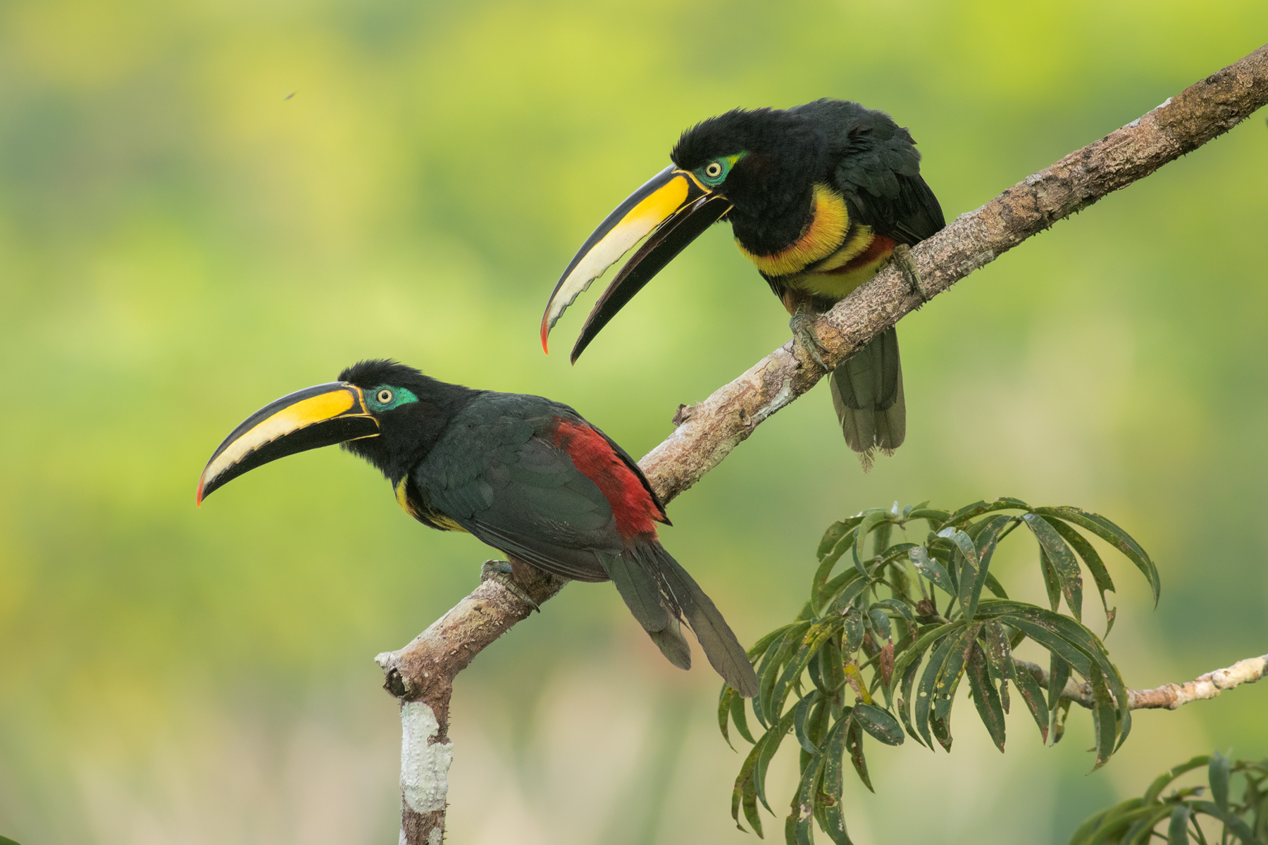 Many-banded Aracaris, Ecuador