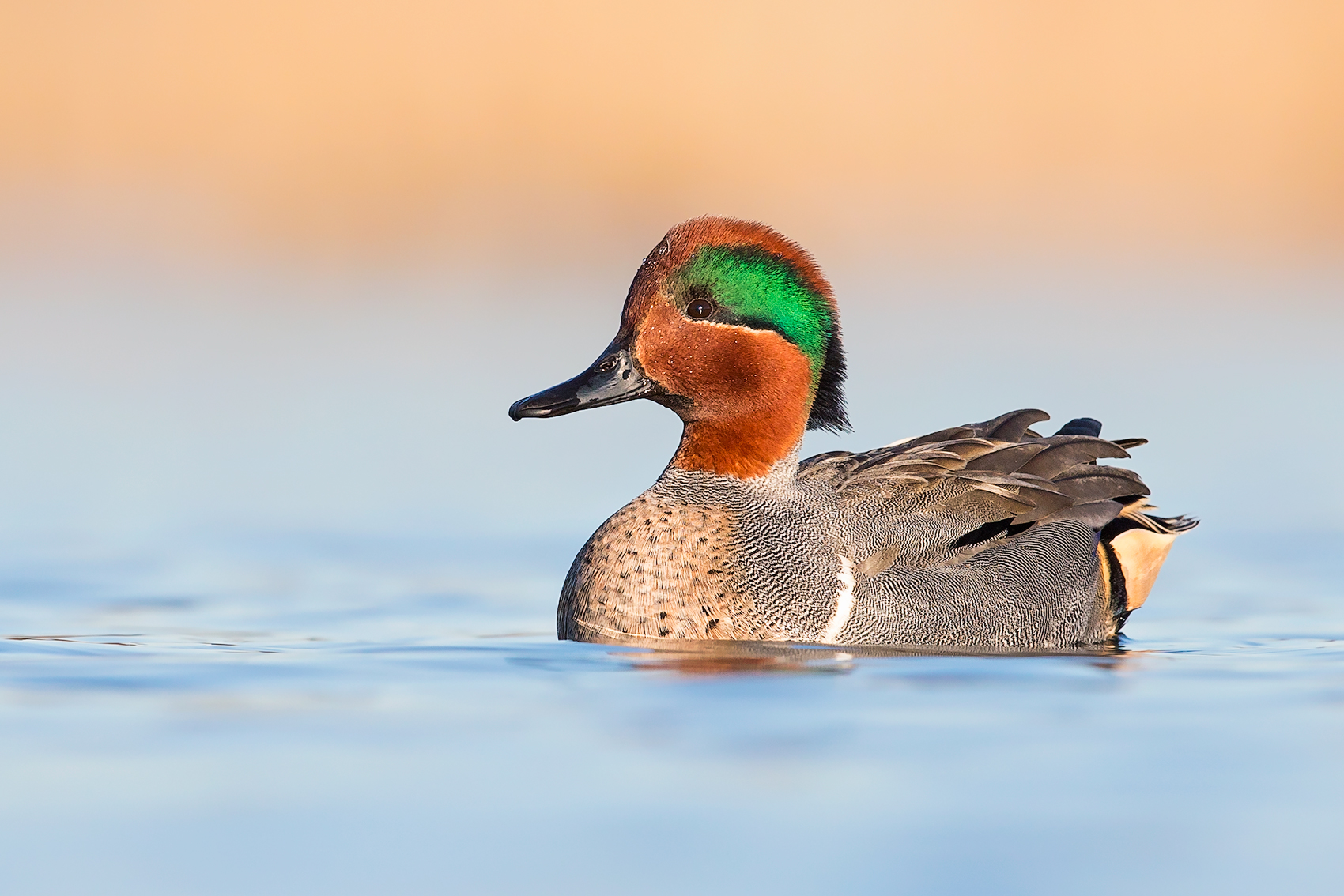 GreenWingedTeal.jpg