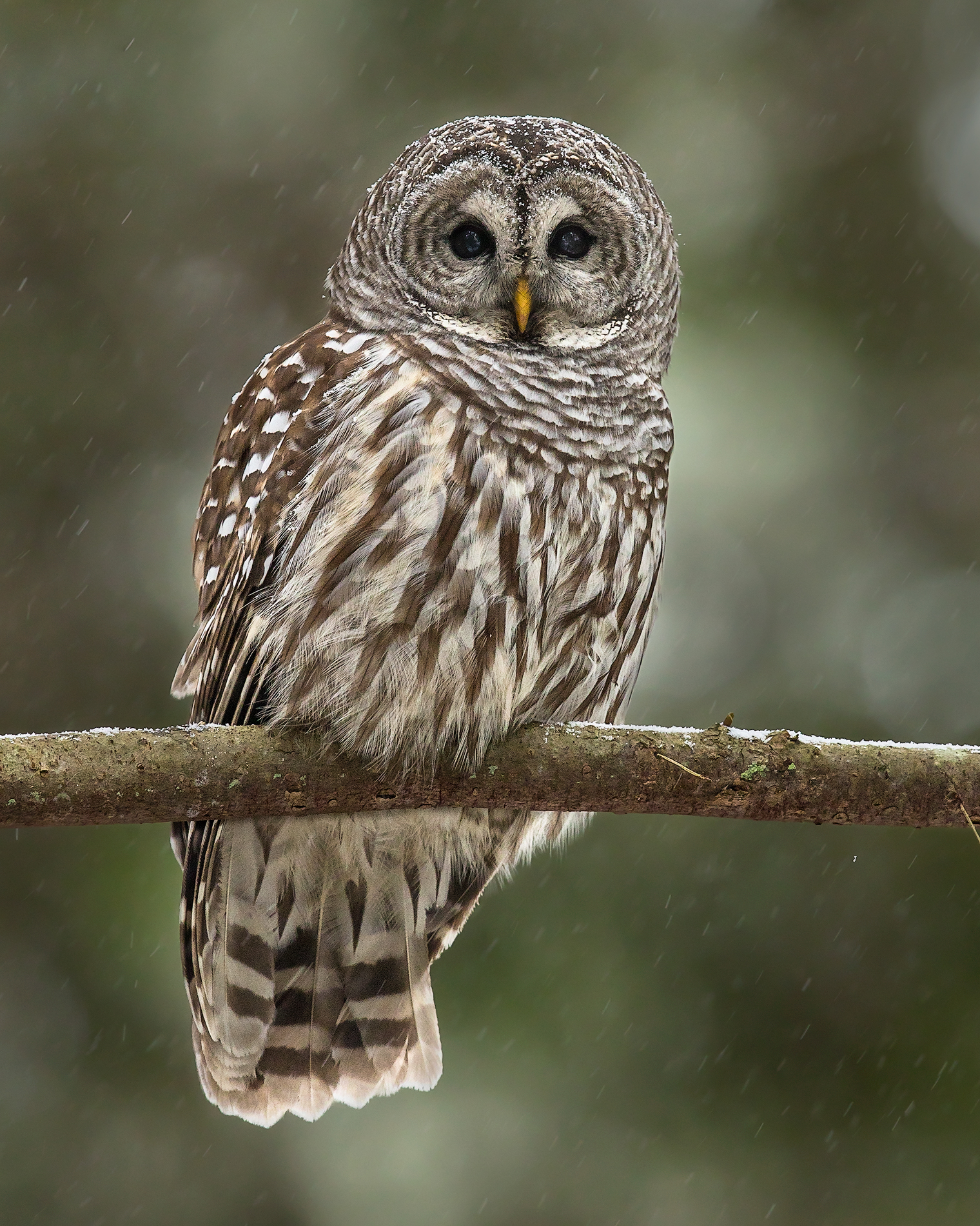 BarredOwl.jpg