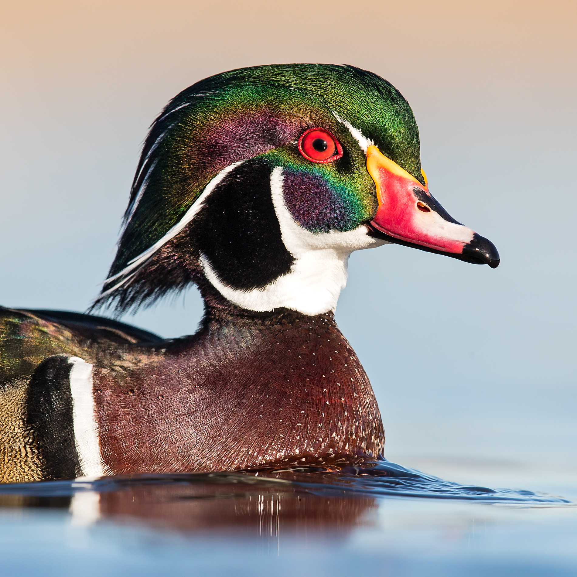 WoodDuck.jpg