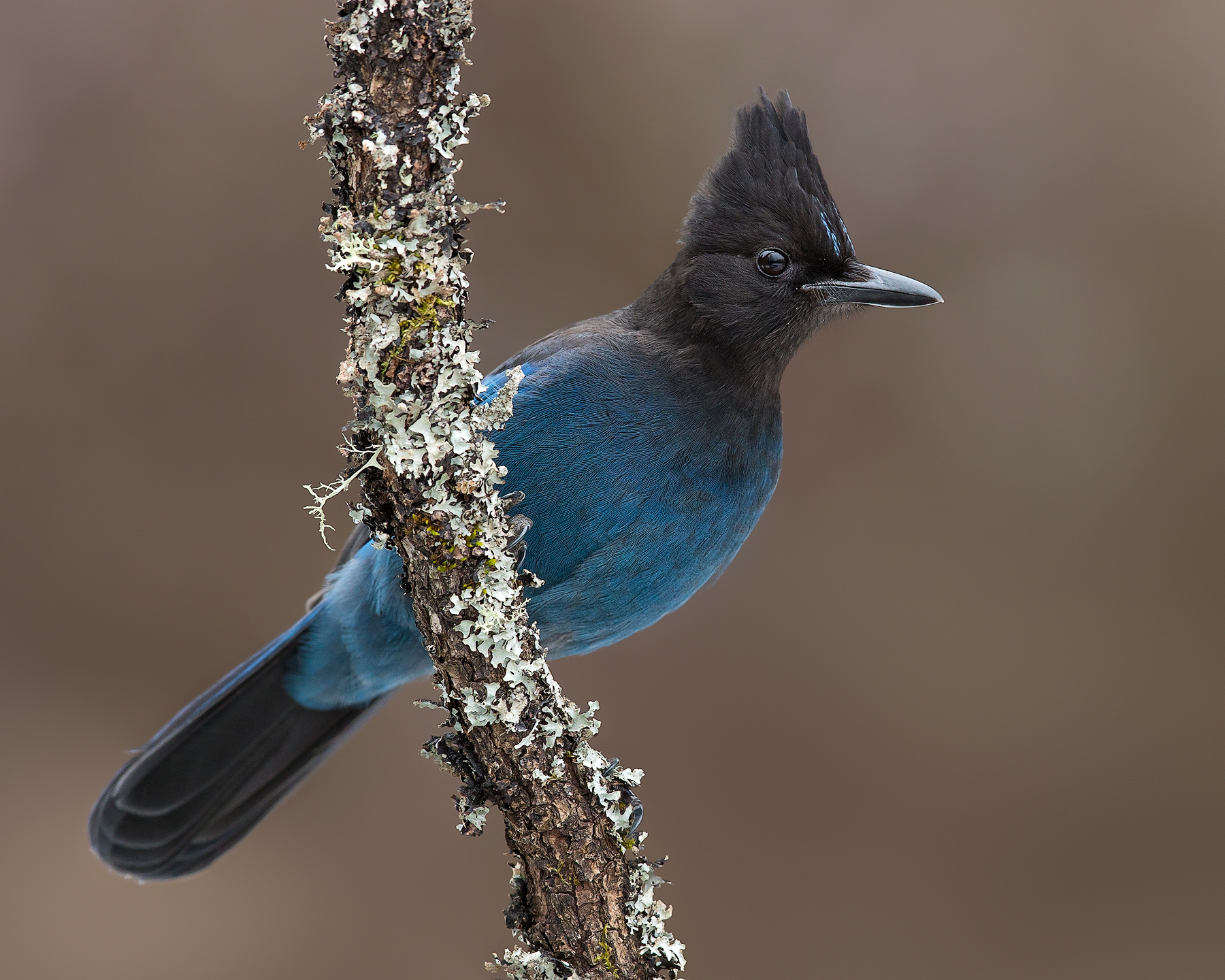 StellersJay.jpg