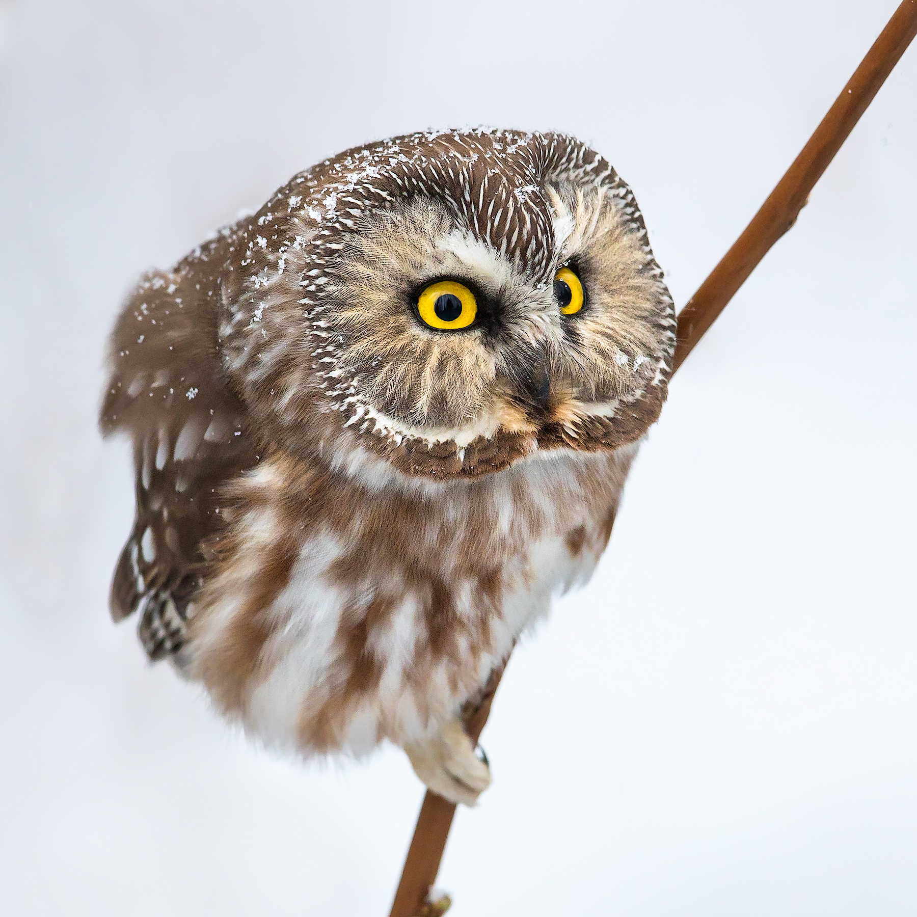 NortherSawWhetOwl.jpg