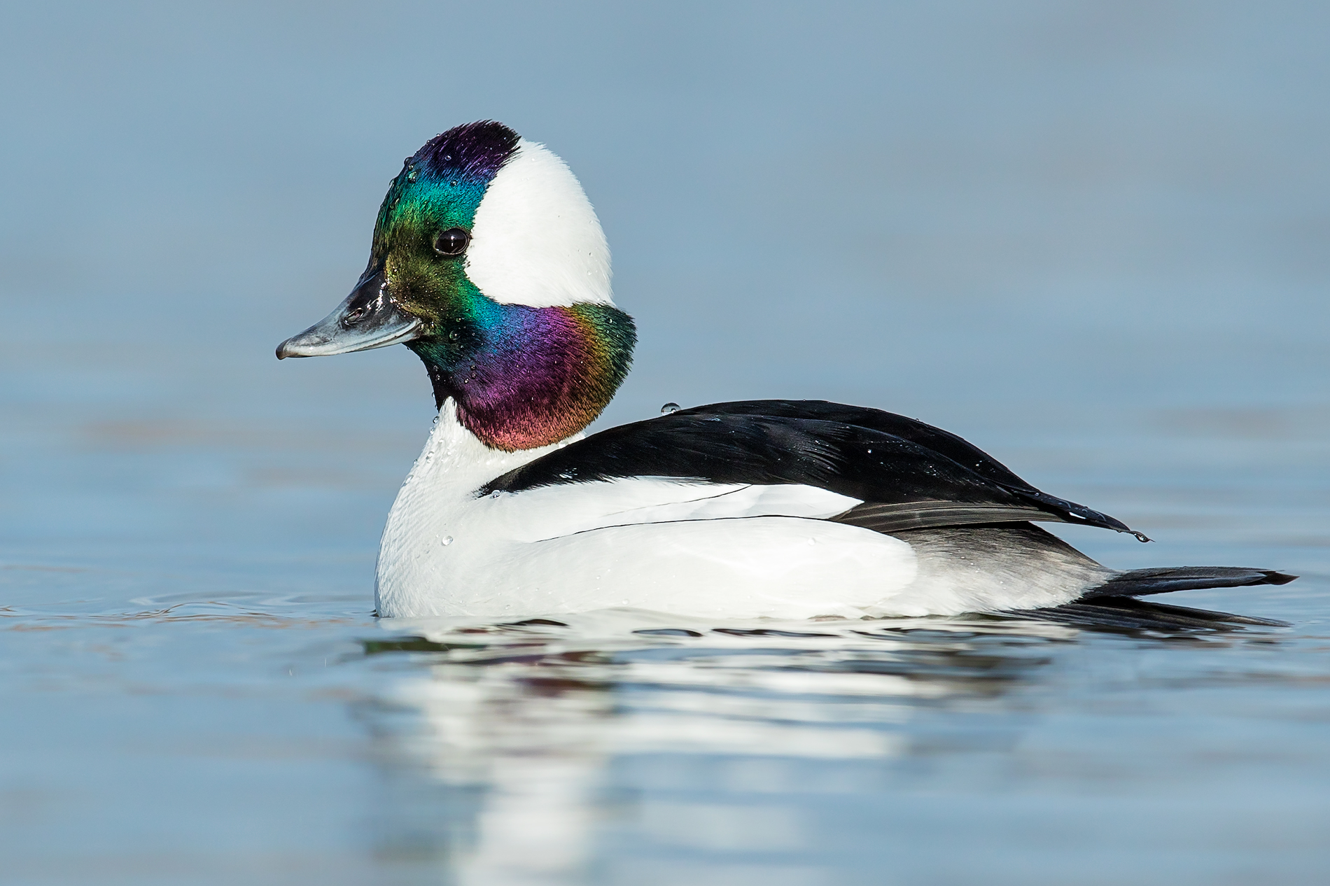 Bufflehead.jpg