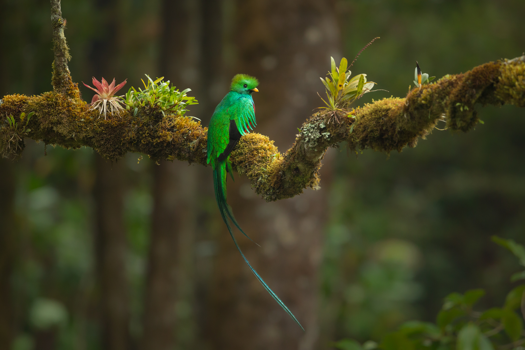 Resplendent Quetzal, Costa Rica