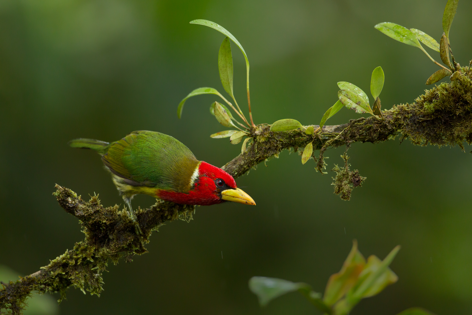 Red-headed Barbet, Ecuador