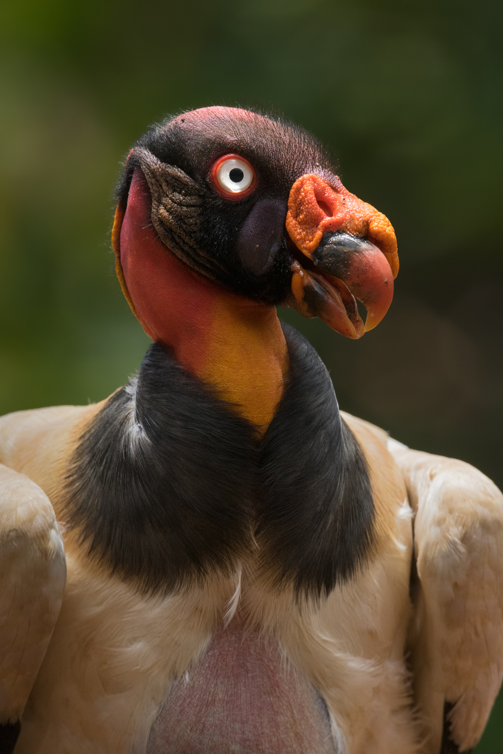 King Vulture, Costa Rica