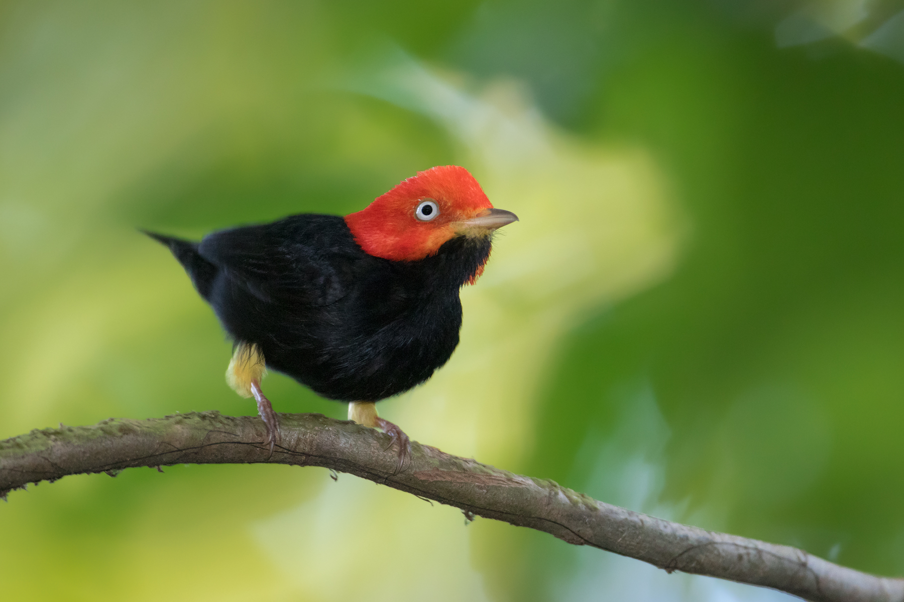 Red-capped Manakin, Costa Rica