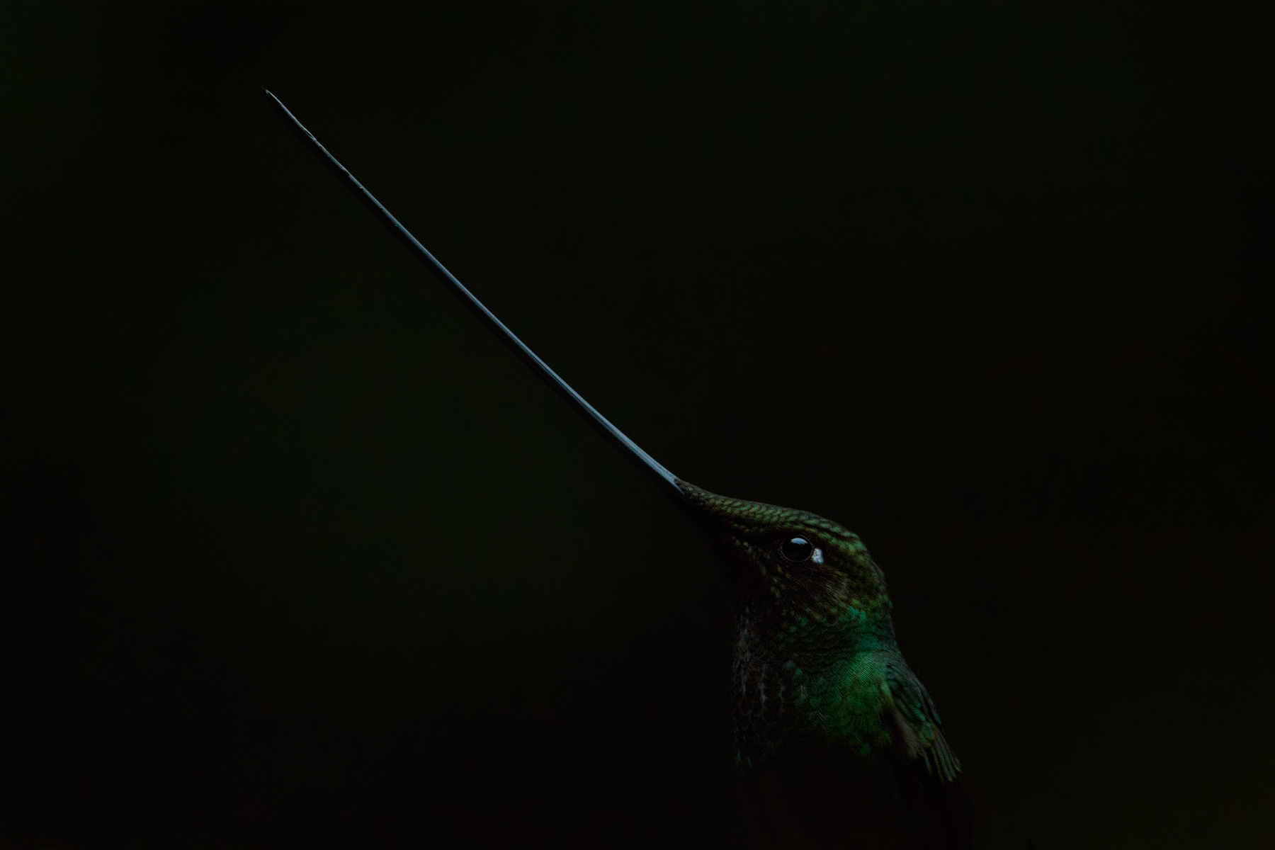 Sword-billed Hummingbird, Ecuador