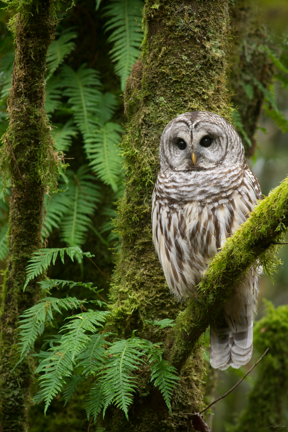 Barred Owl, British Columbia, Canada