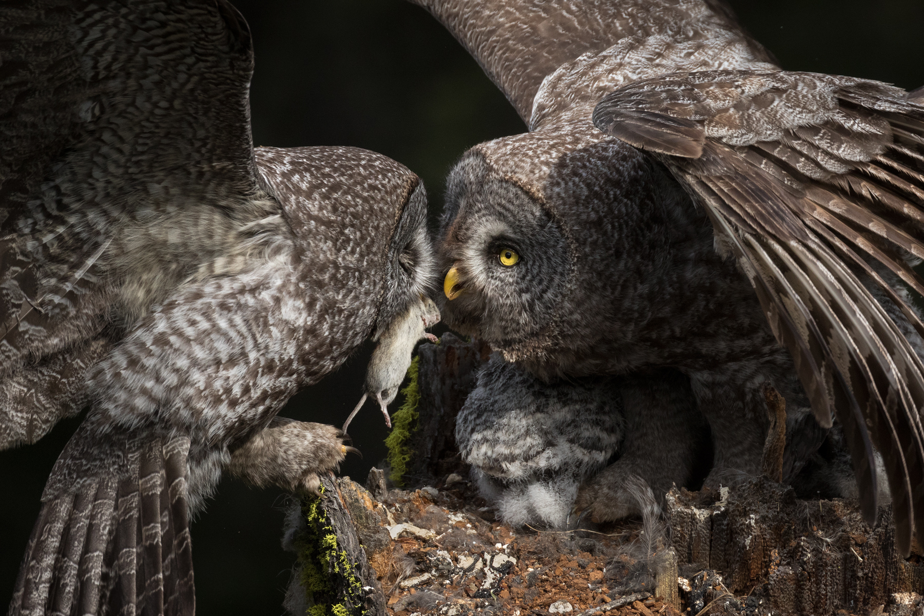 Great Grey Owls