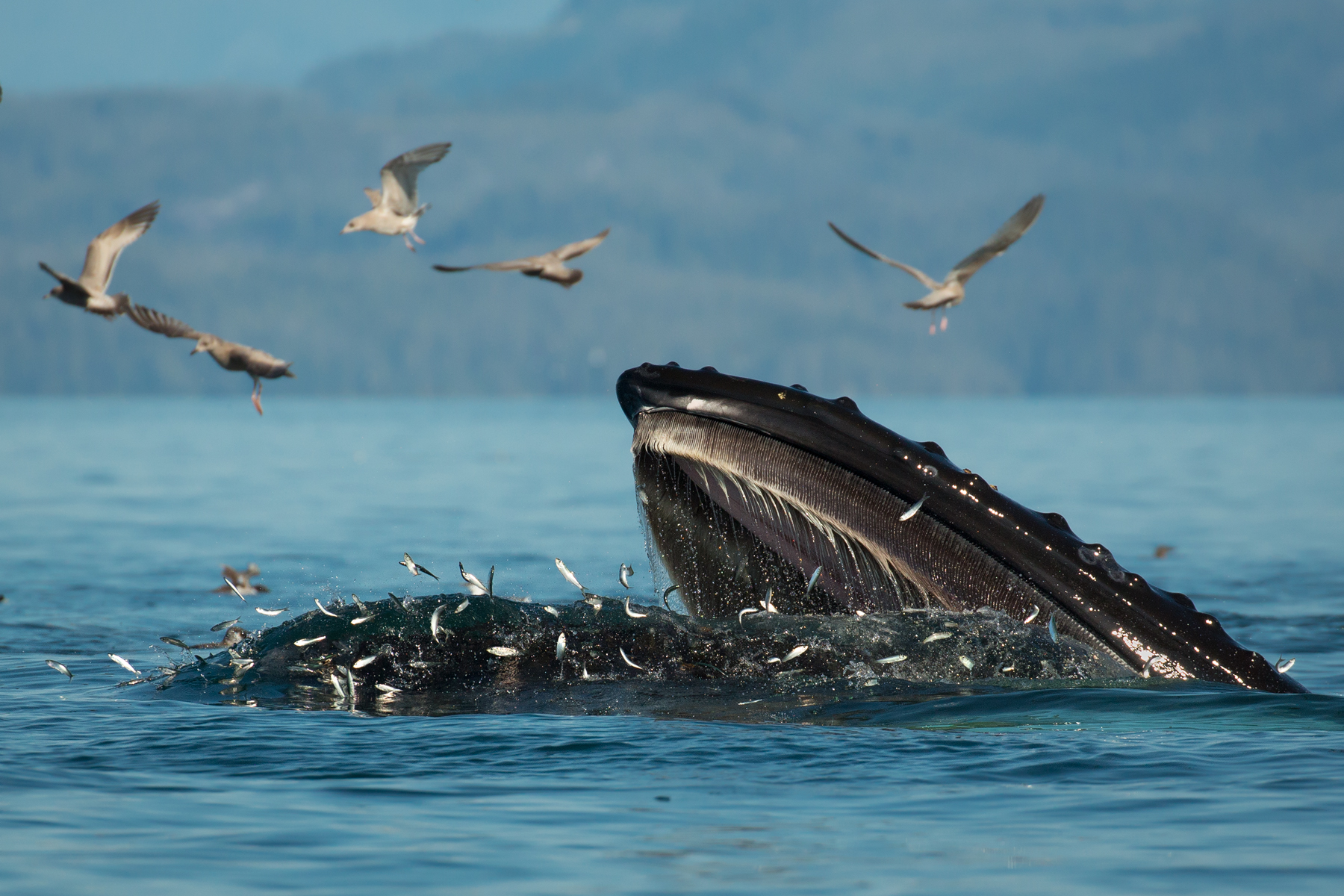 Humpback Whale, British Columbia, Canada