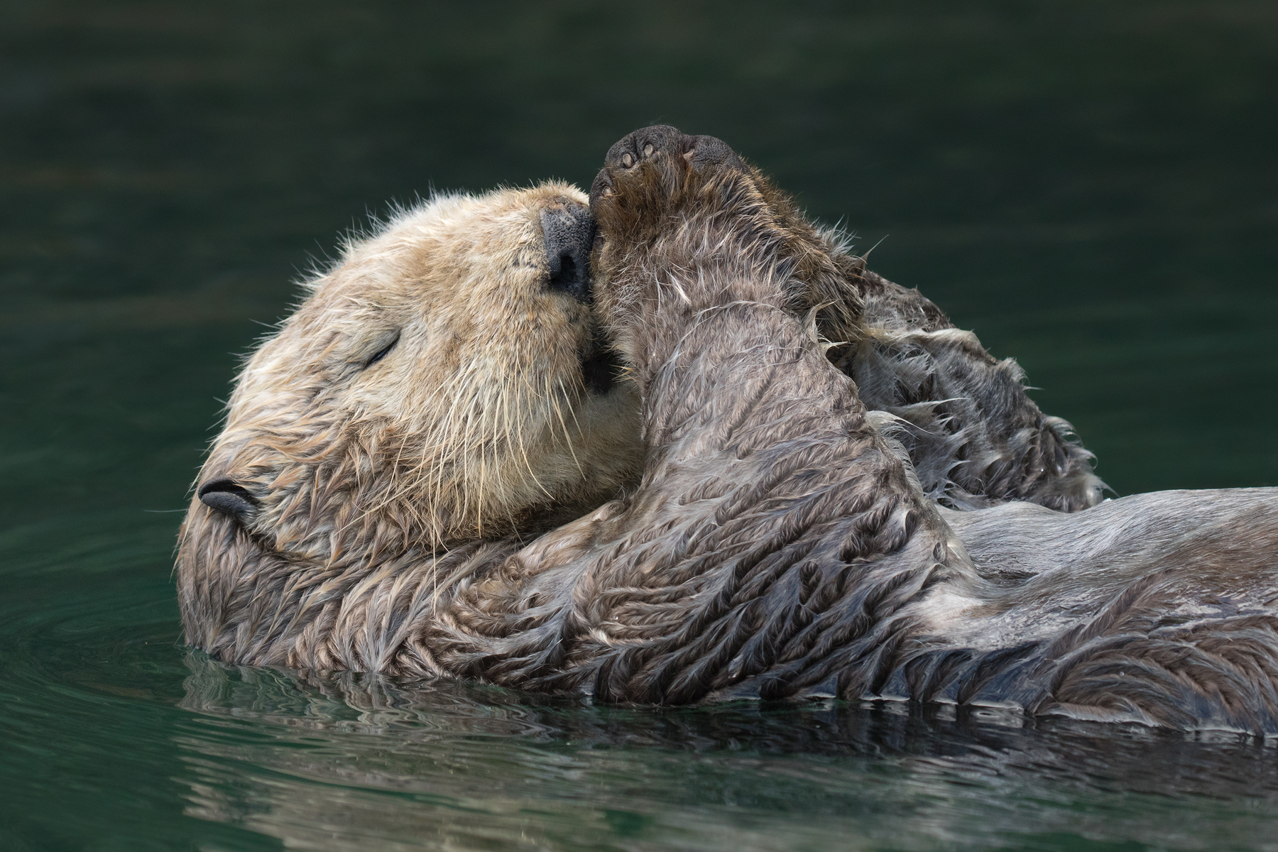 Sea Otter, Alaska, USA