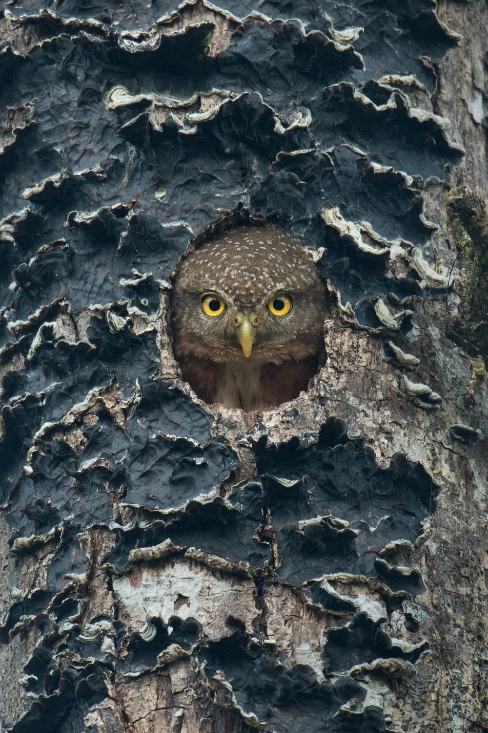 Central American Pygmy-Owl, Costa Rica