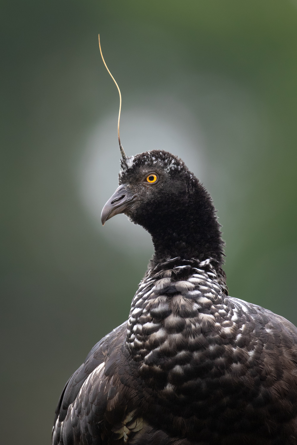 Horned Screamer