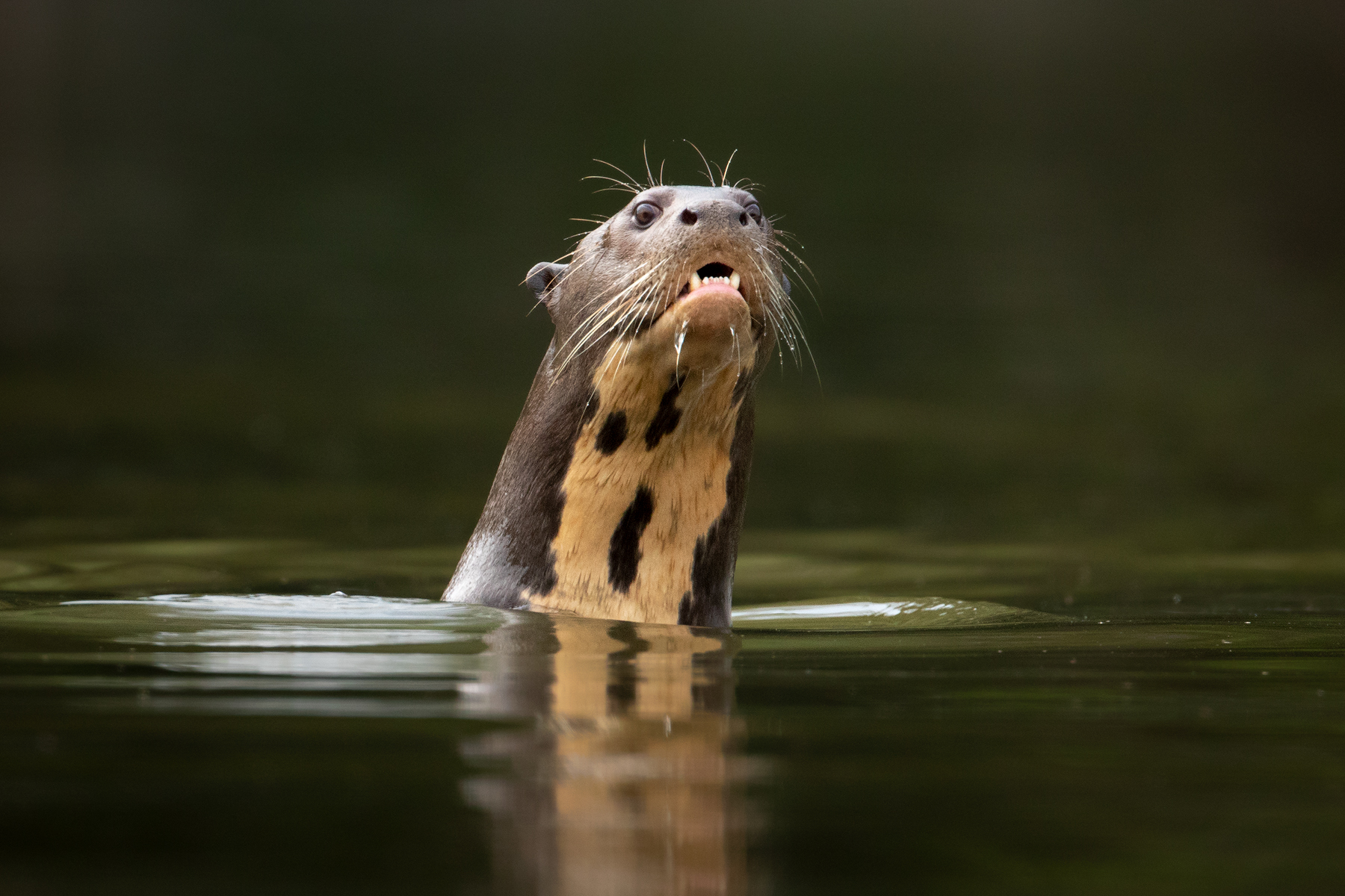 Giant Otter, Peru