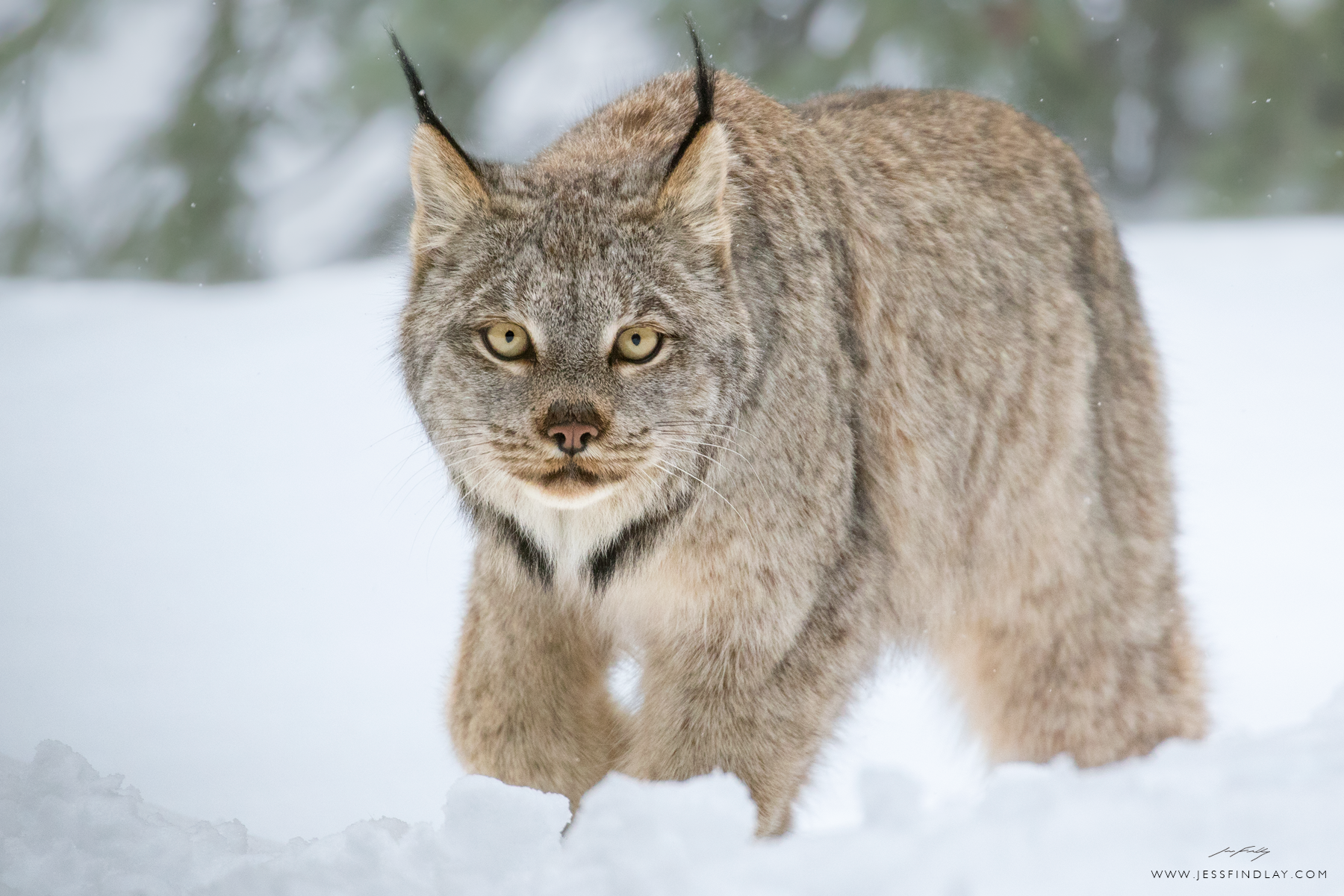 Lynx.png