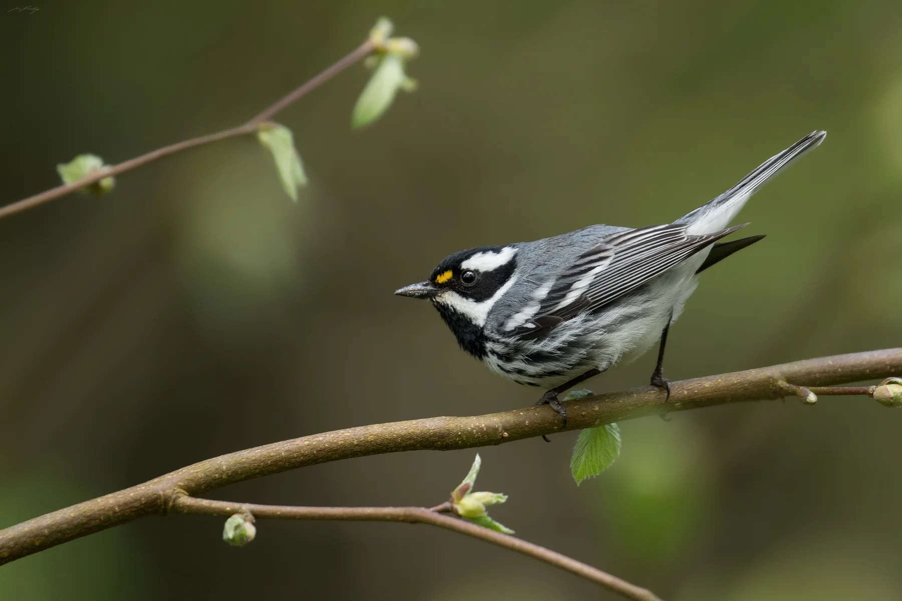 An understanding of the migratory timing of this Black-throated Grey Warbler ensured I was there within one or two days of his arrival. Birds tend to be more active in defending their territories and advertising to potential mates during a fairly brief window, early in the breeding season. The canopy of bigleaf maples had yet to close in, allowing for lots of light, and the fresh buds on this beaked hazelnut made for a photogenic perch.