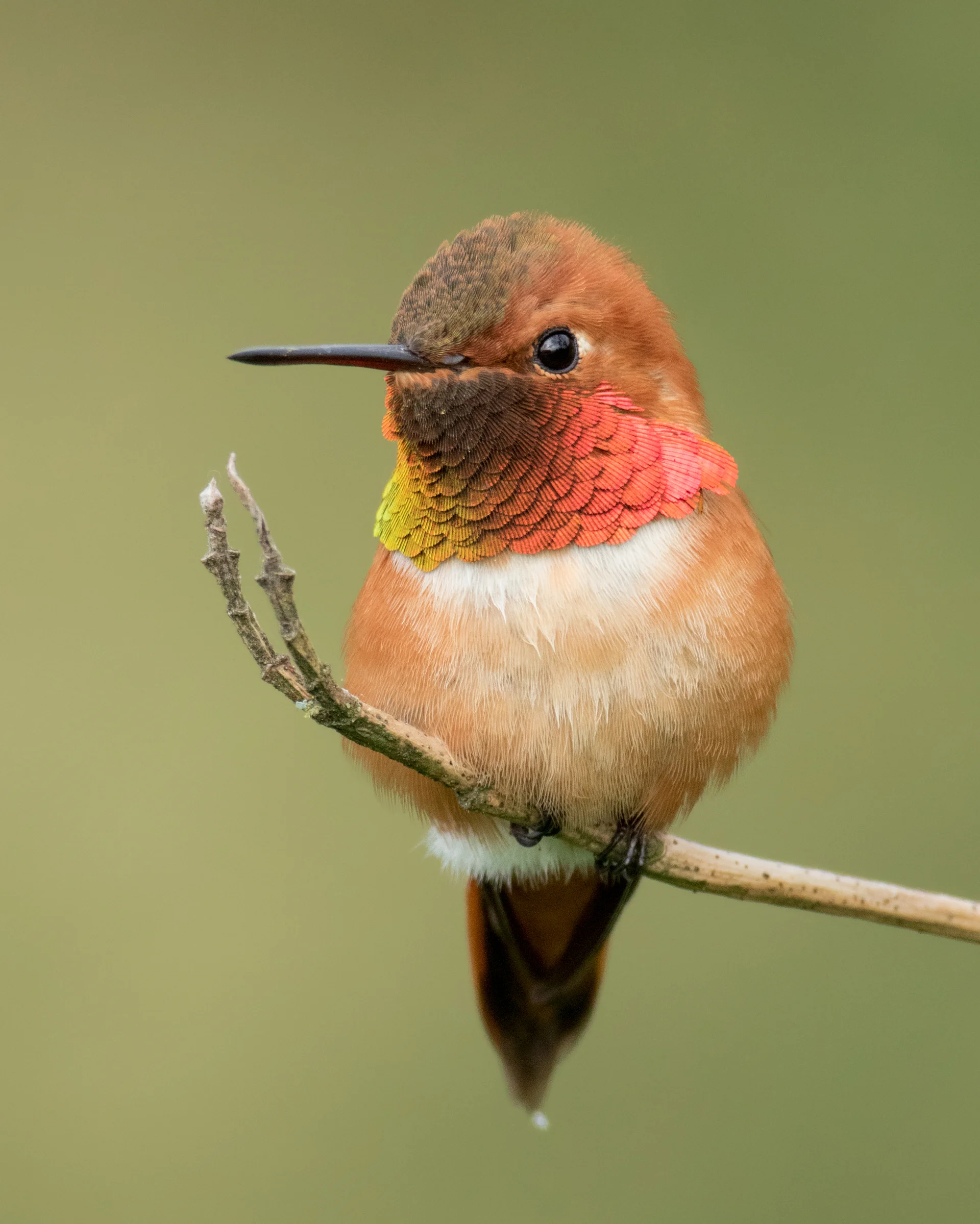 A large patch of blooming salmonberry shrubs led me to this territorial male Rufous Hummingbird.