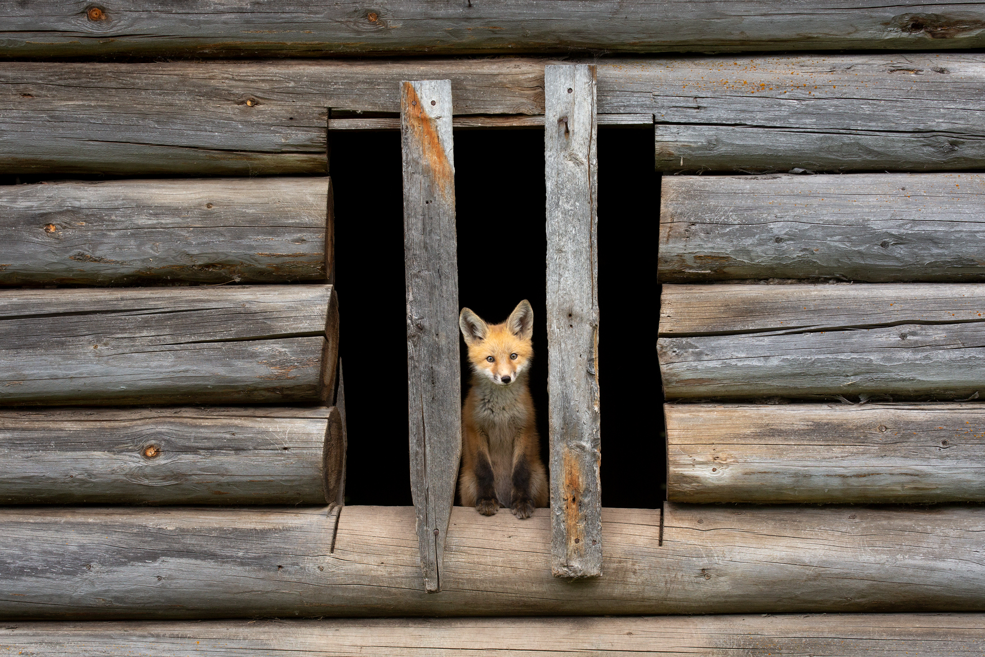 Red Fox pup, British Columbia, Canada