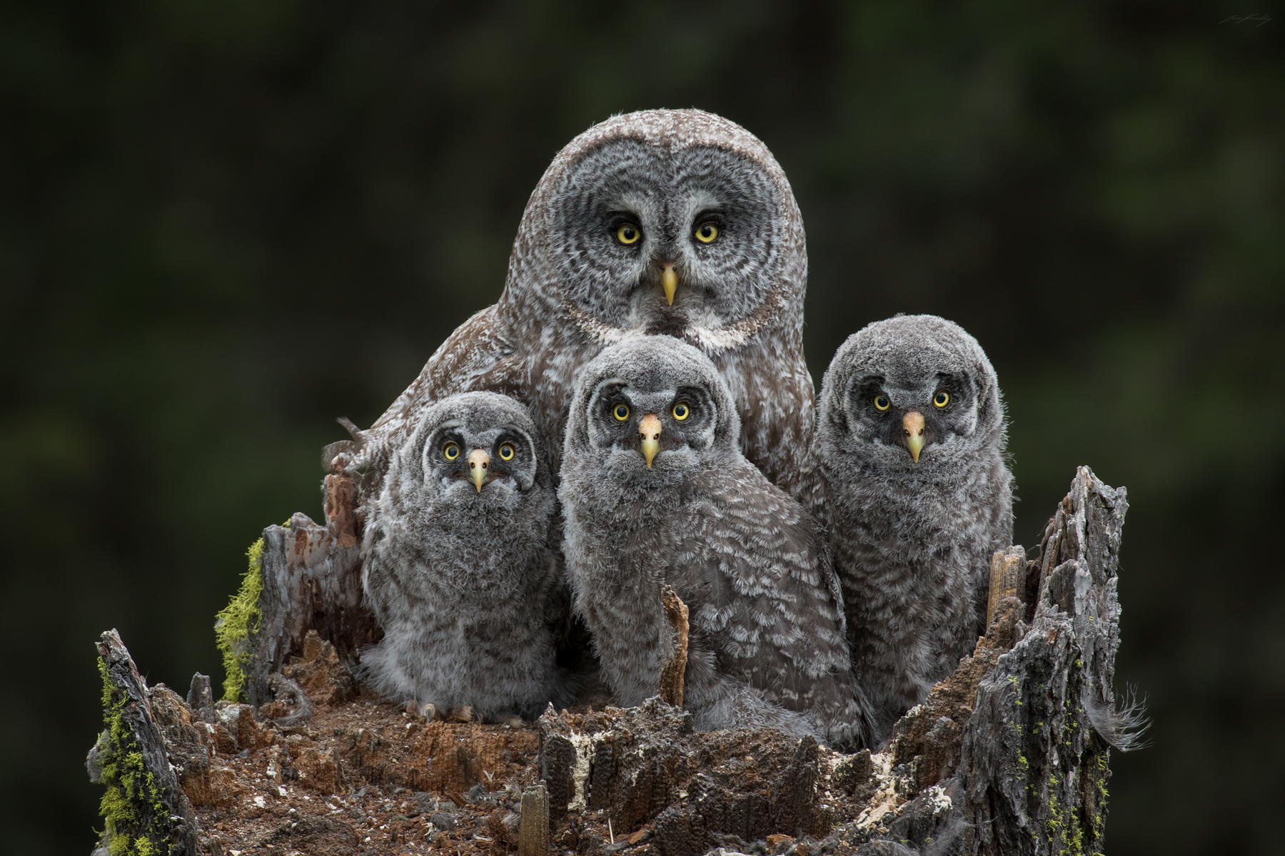 Great Grey Owl Family Portrait, British Columbia, Canada