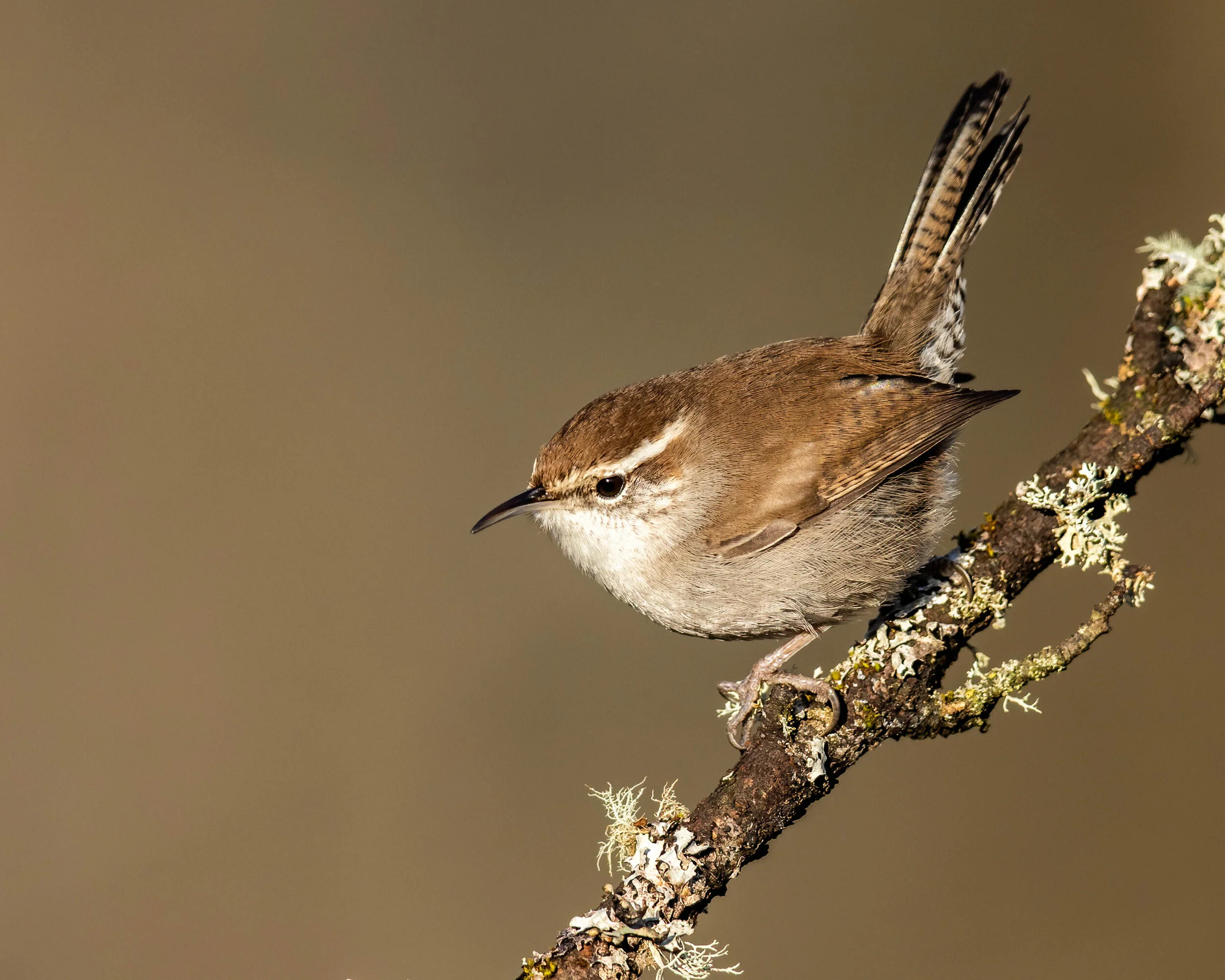 JESS FINDLAY PHOTOGRAPHY — Winter Birds of Vancouver