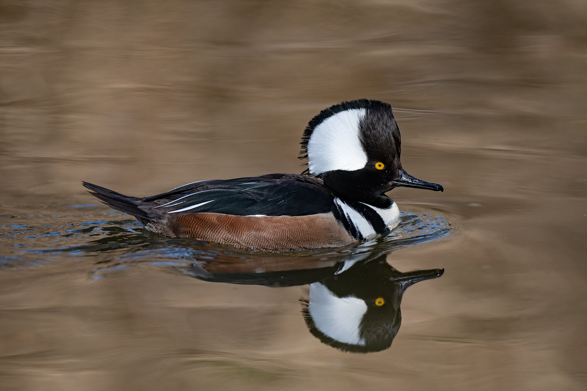 Hooded Merganser.jpg