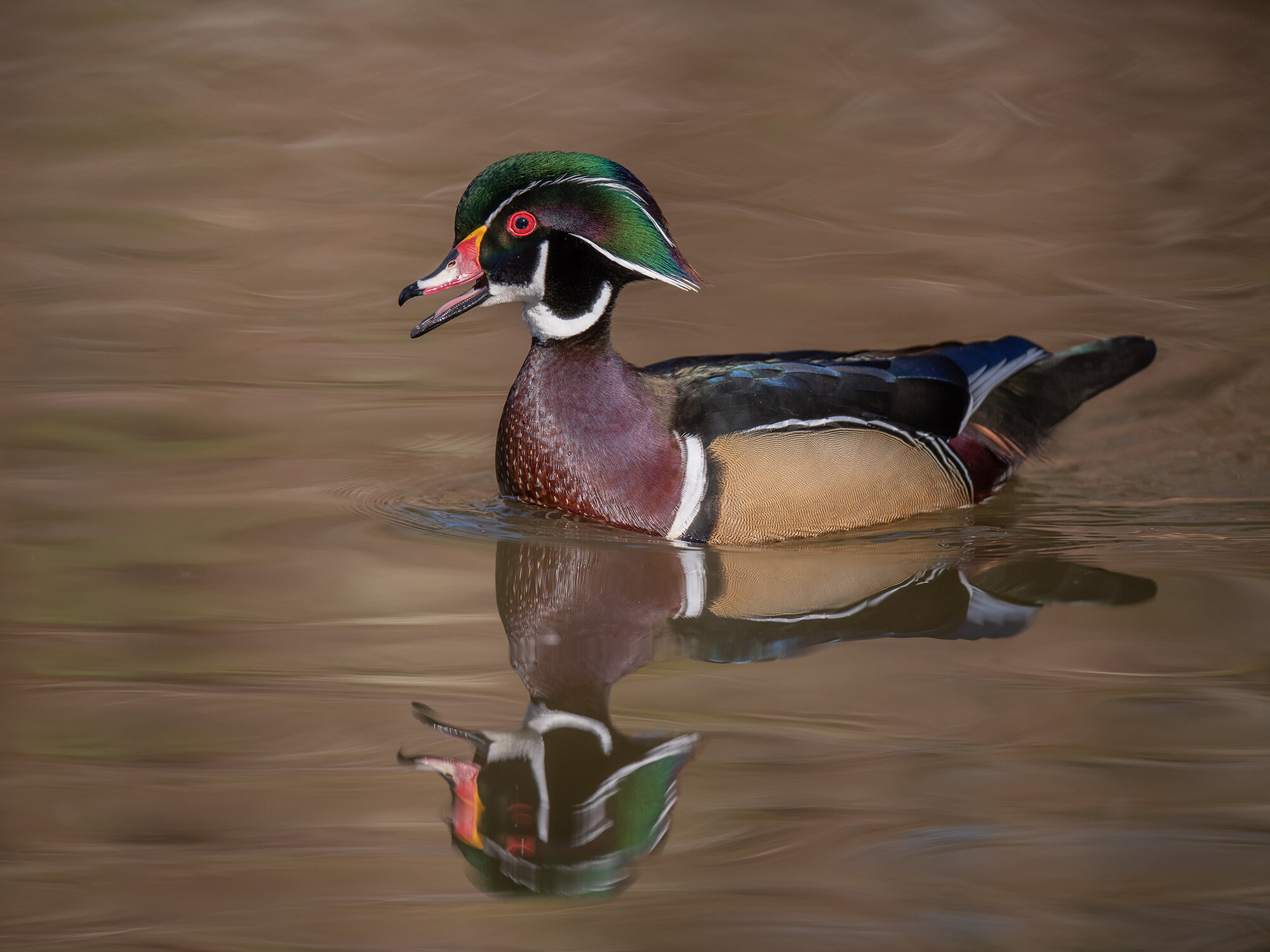 Wood Duck1.jpg