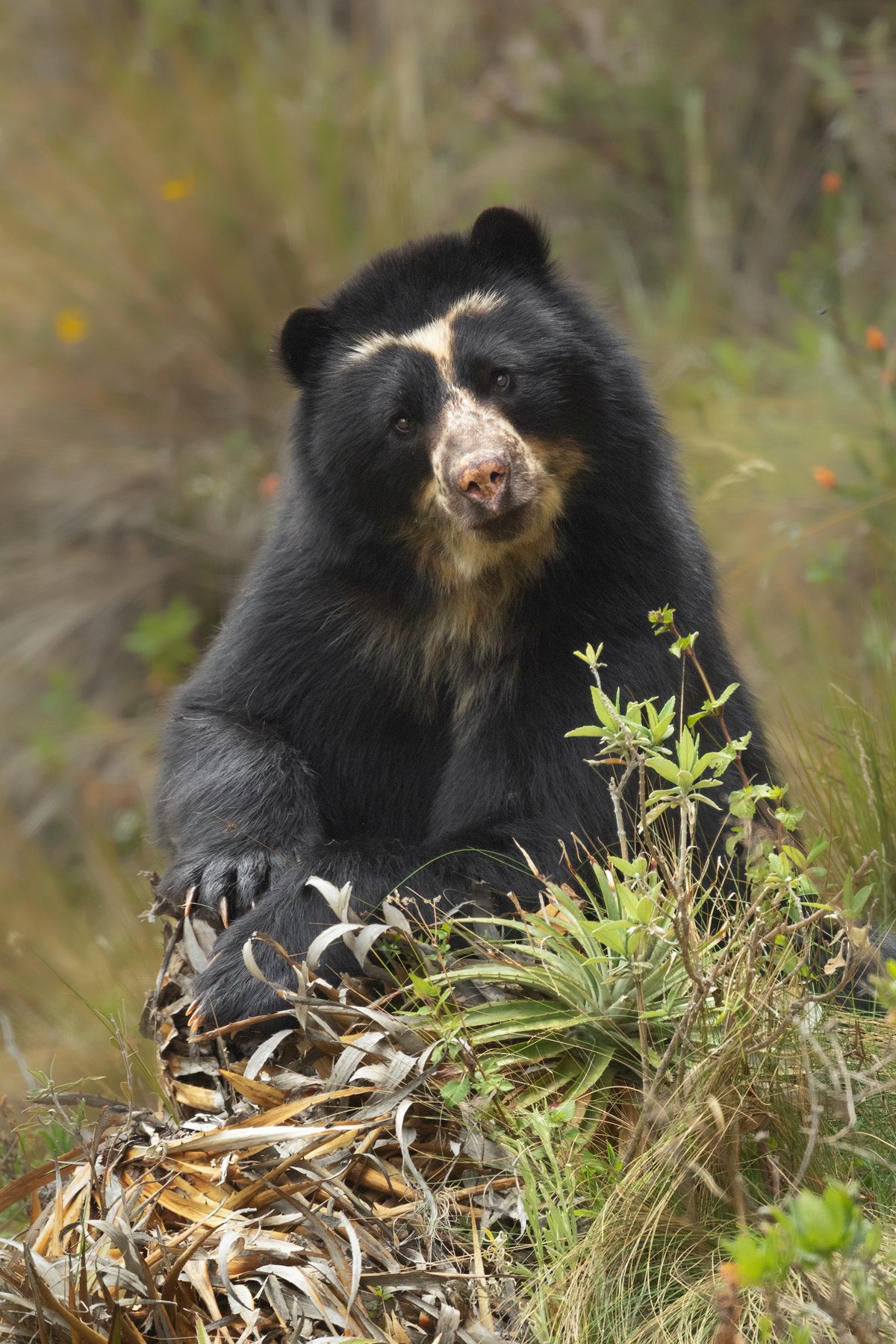 SpectacledBear_website.jpg