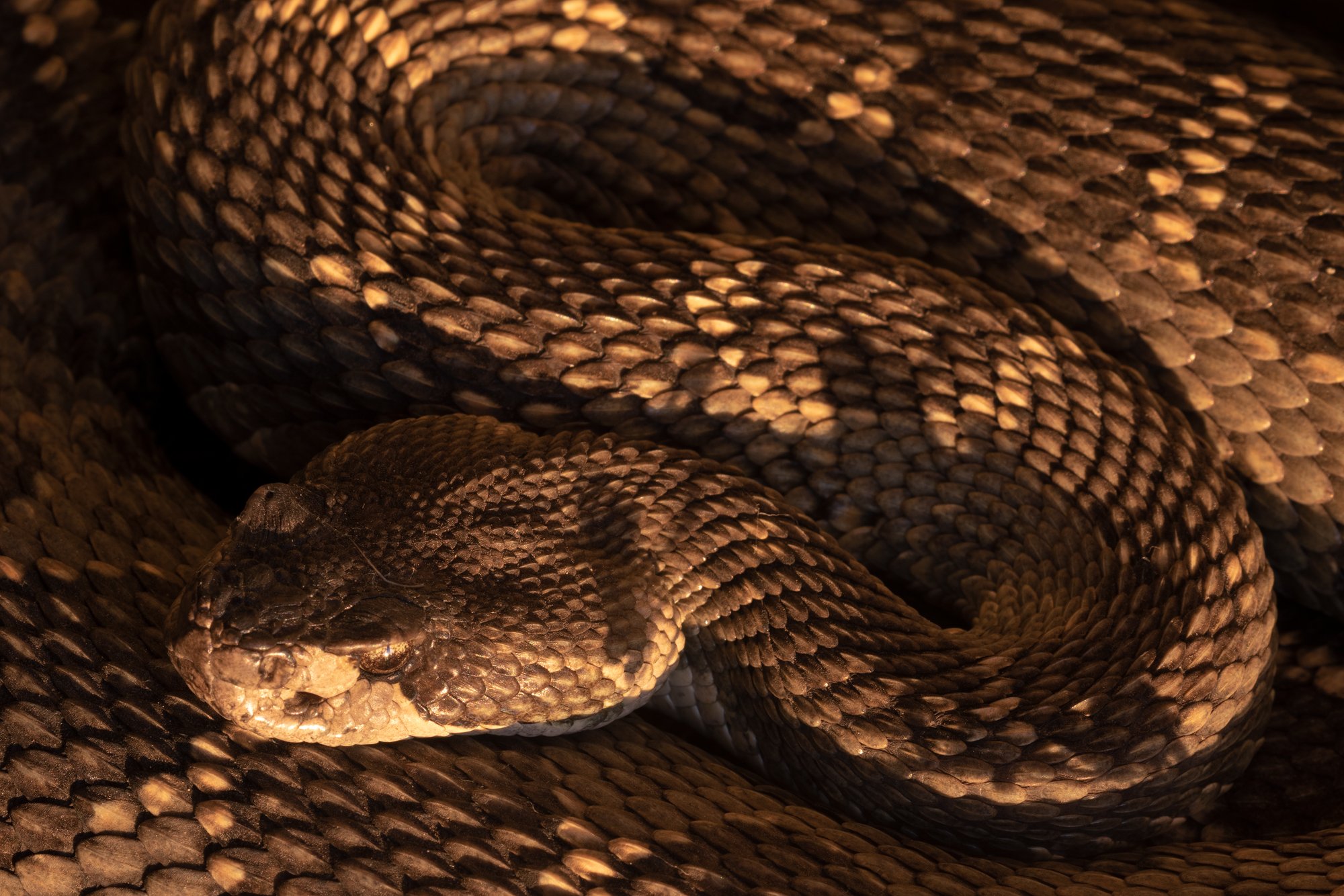 Rattlesnake_website.jpg