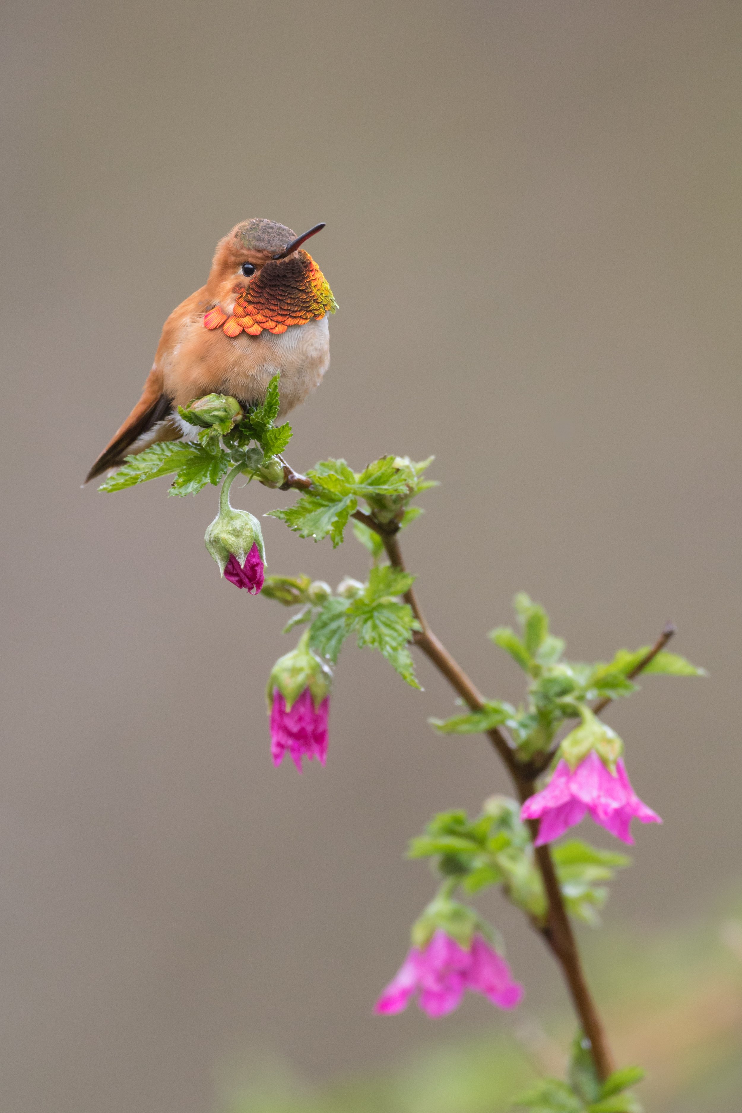 RUHU_salmonberry_highres.jpg