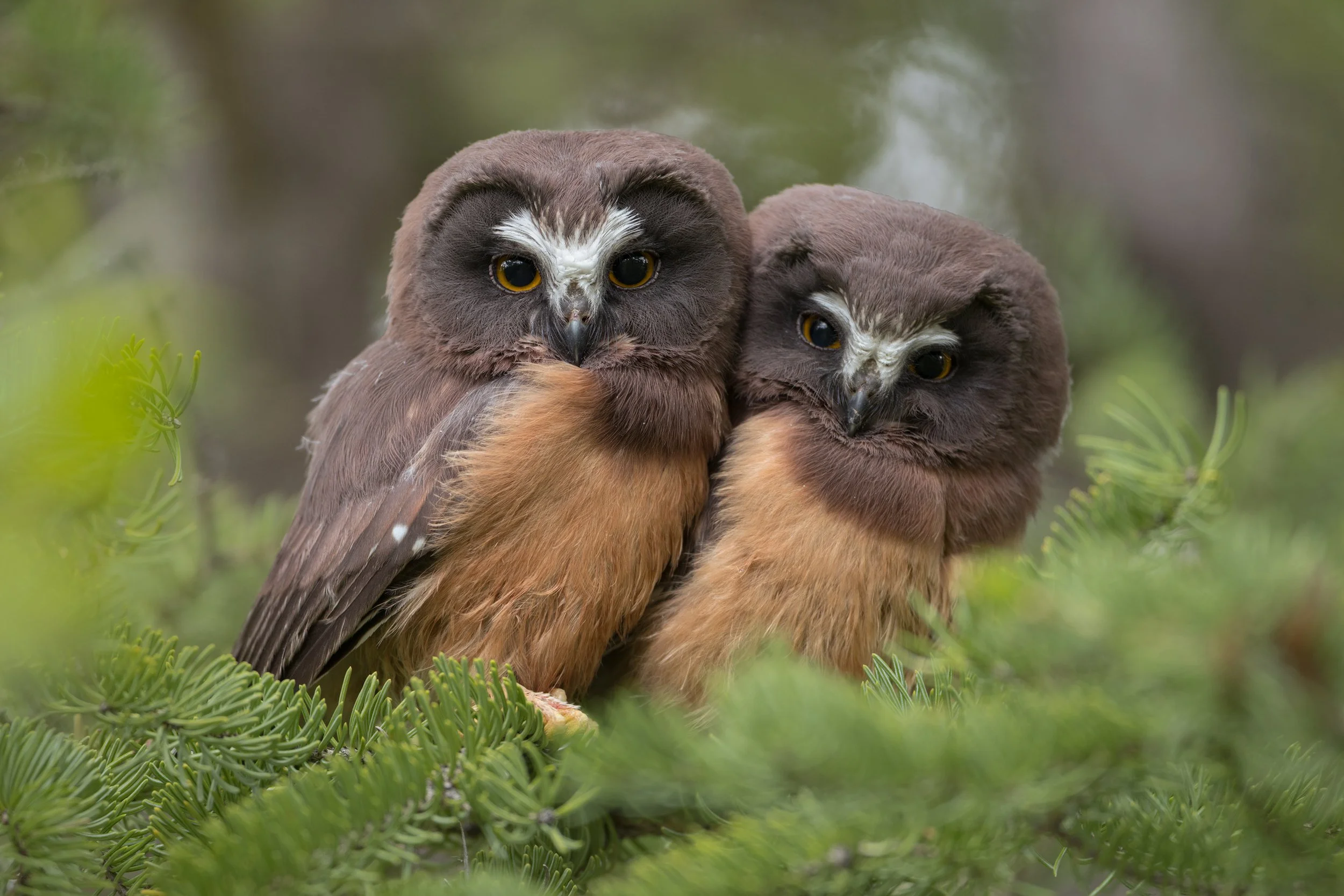 Northern Saw-whet Owl (Aegolius acadicus) fledglings huddle together on a day roost in an Engelmann Spruce (Picea engelmannii) in the Interior of British Columbia, Canada.