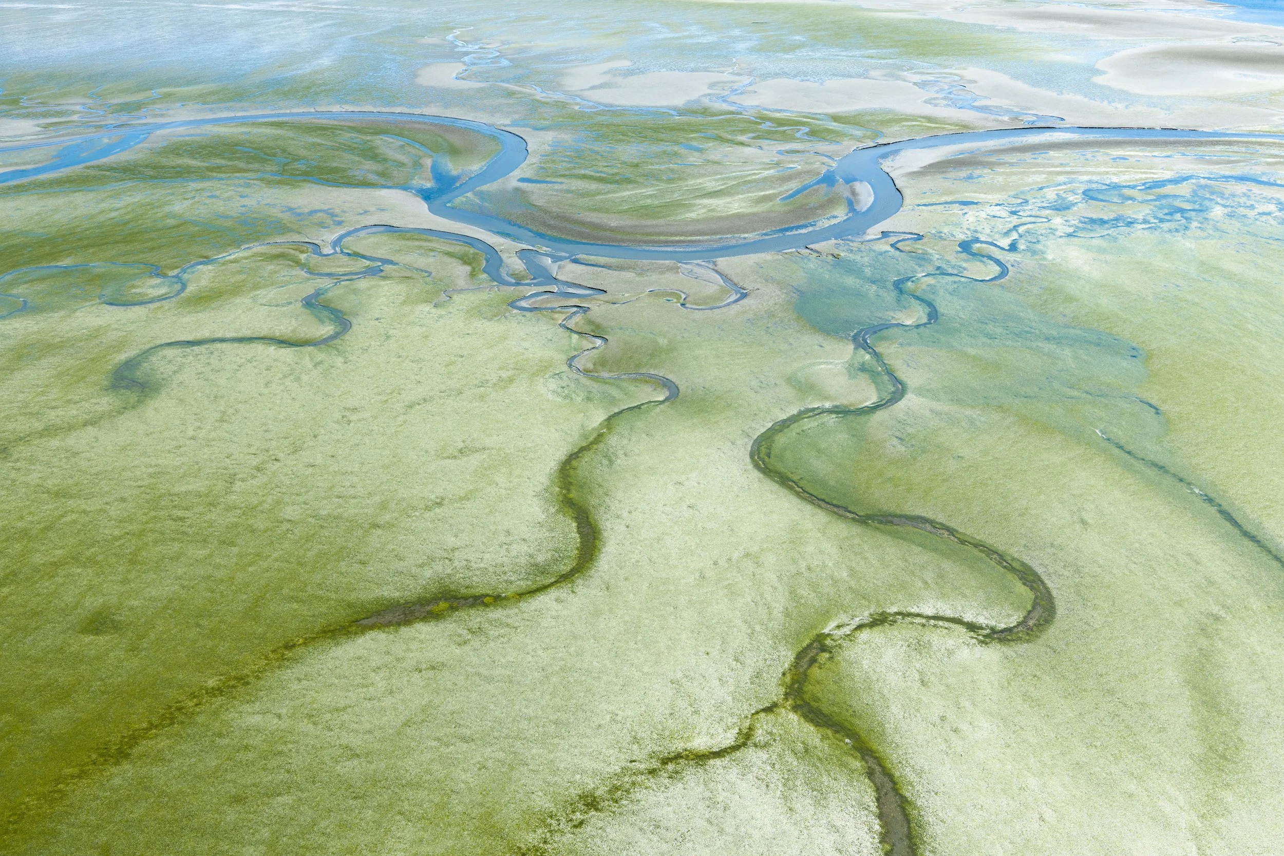 Eelgrass Meadows