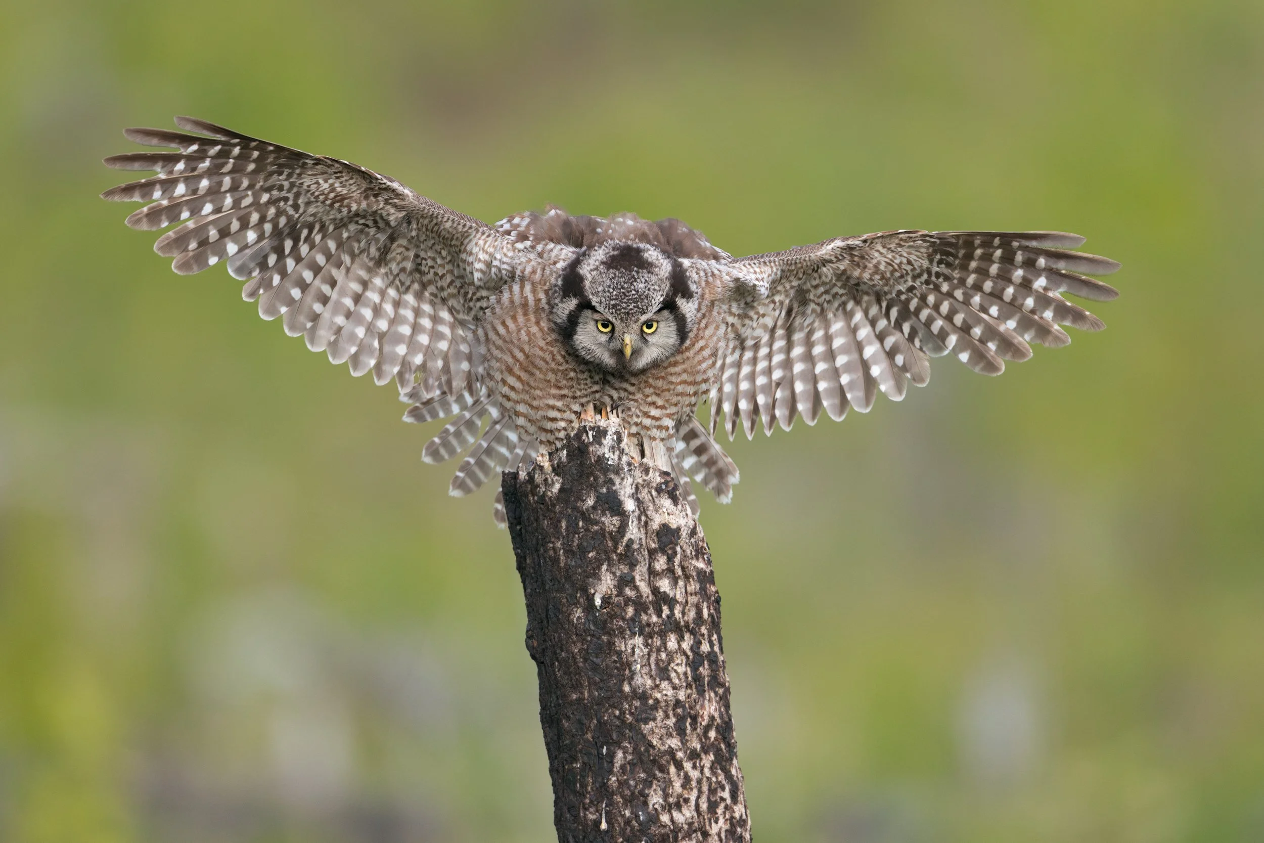 A Northern Hawk Owl (Surnia ulula) lands on a burnt stump in the Interior of British Columbia, Canada.